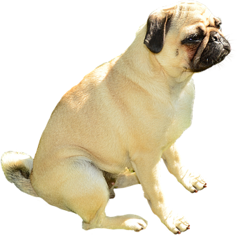 巴哥犬坐姿黑色背景 壁纸