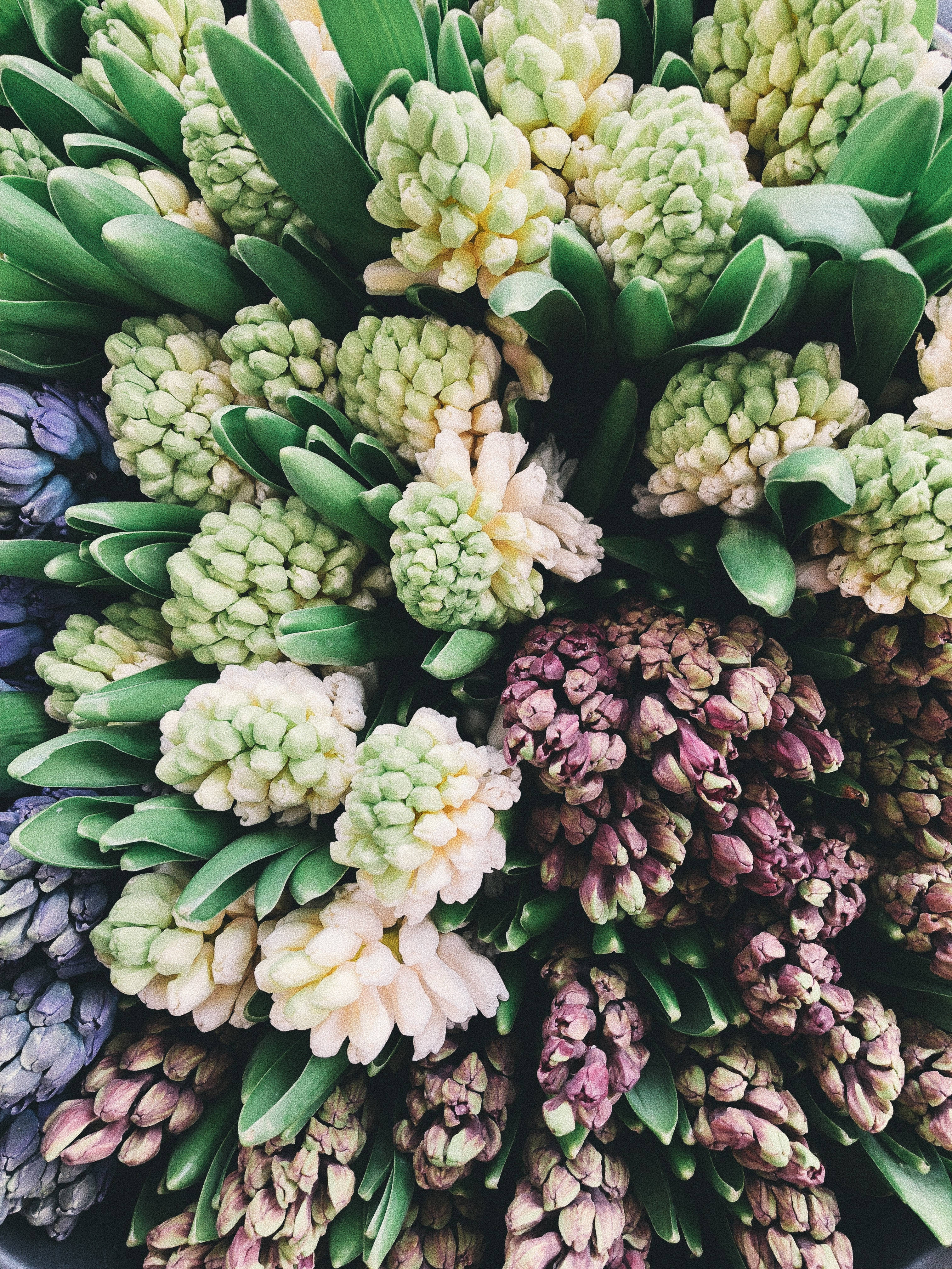 市场中的风信子花 壁纸