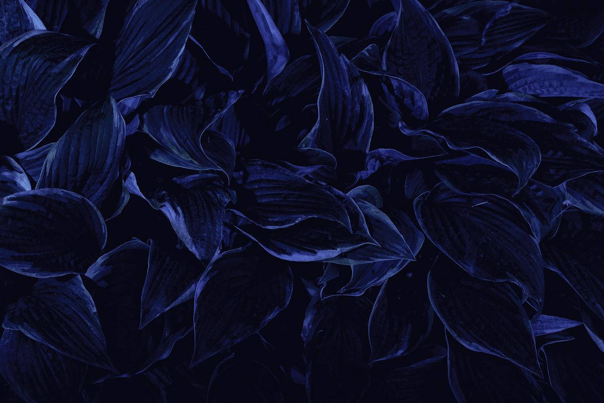 干枯花瓣美学深蓝高清 壁纸