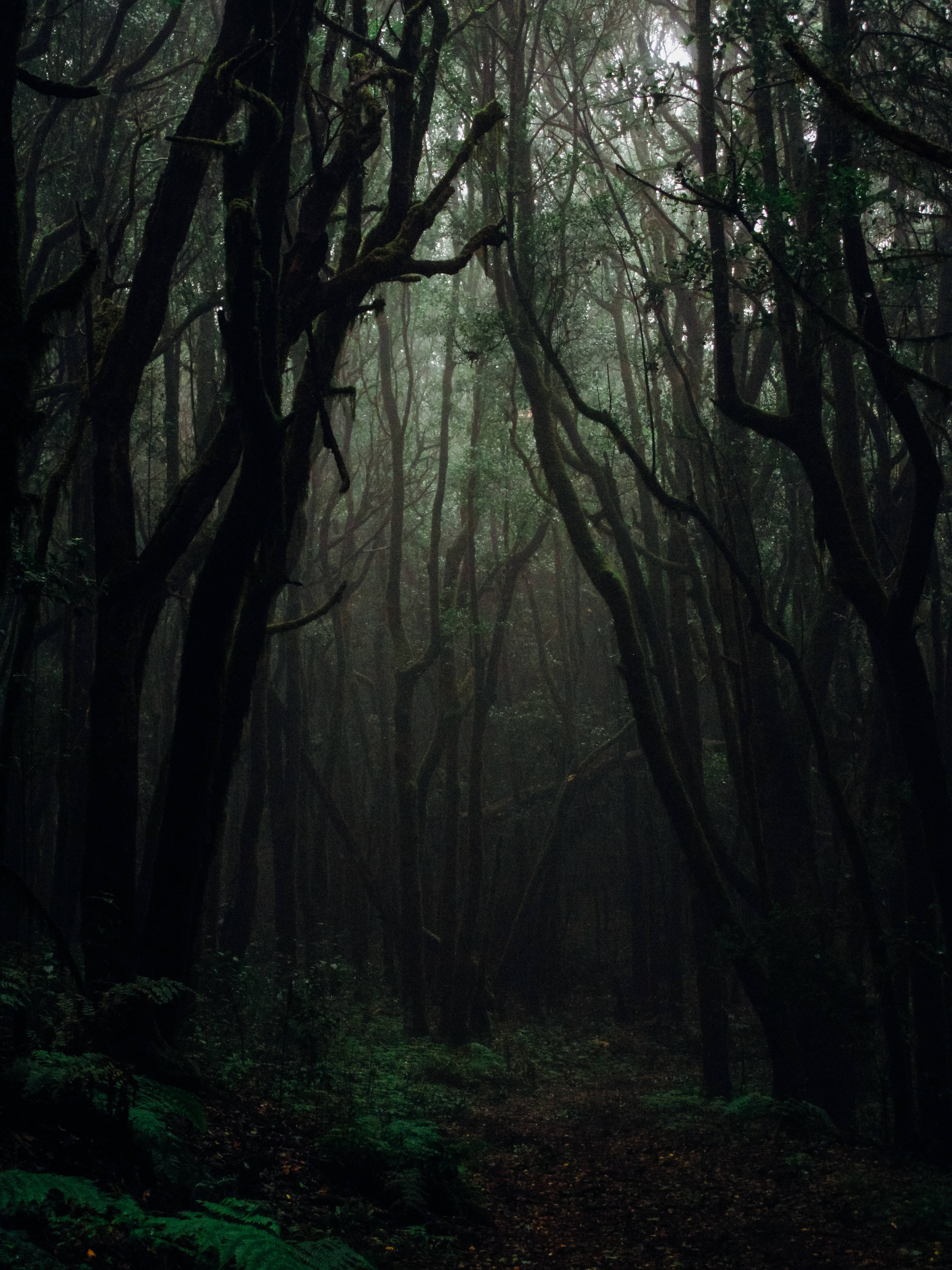 幽暗森林背景 壁纸
