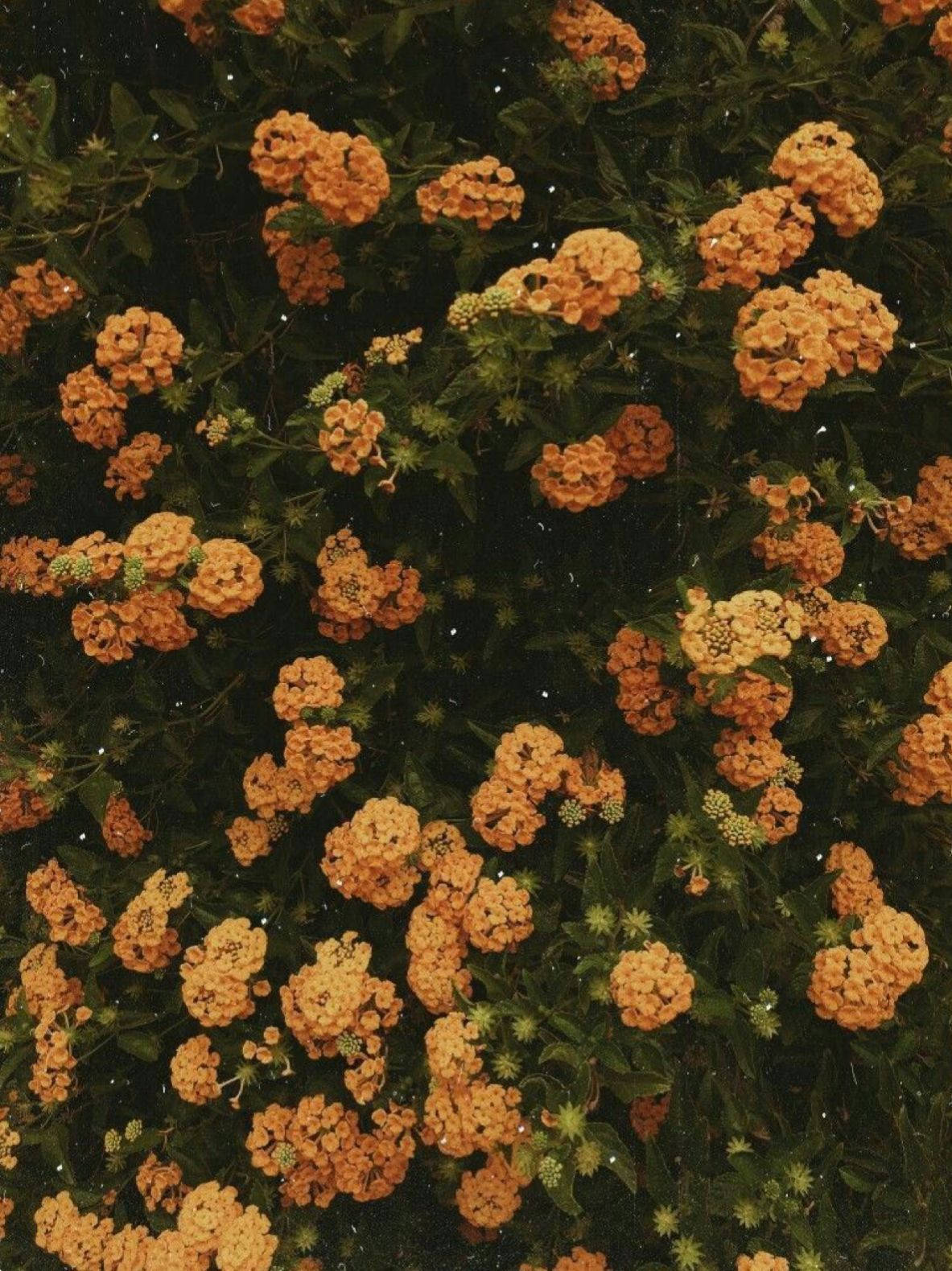 微橙复古花朵美学 壁纸