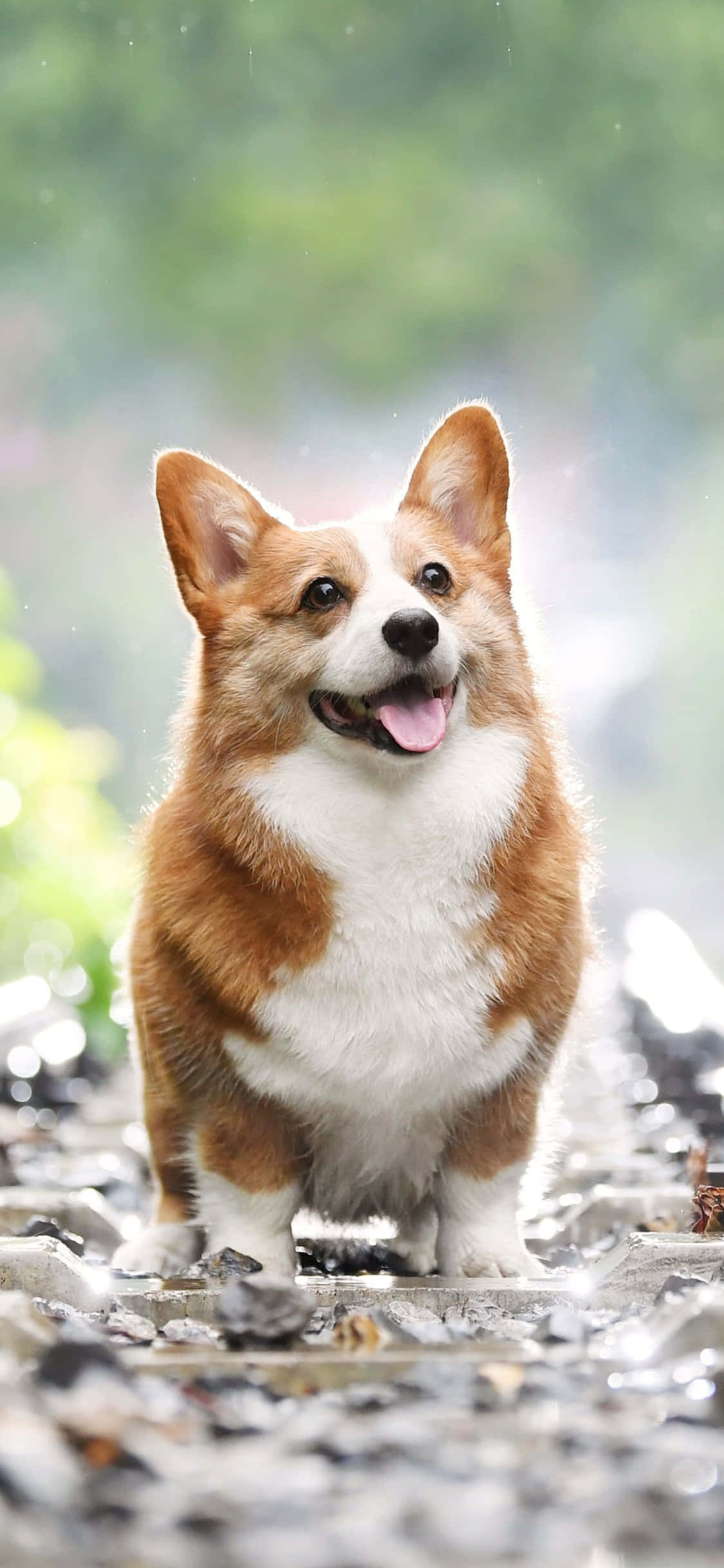 快乐柯基犬，准备好迎接新的一天！ 壁纸