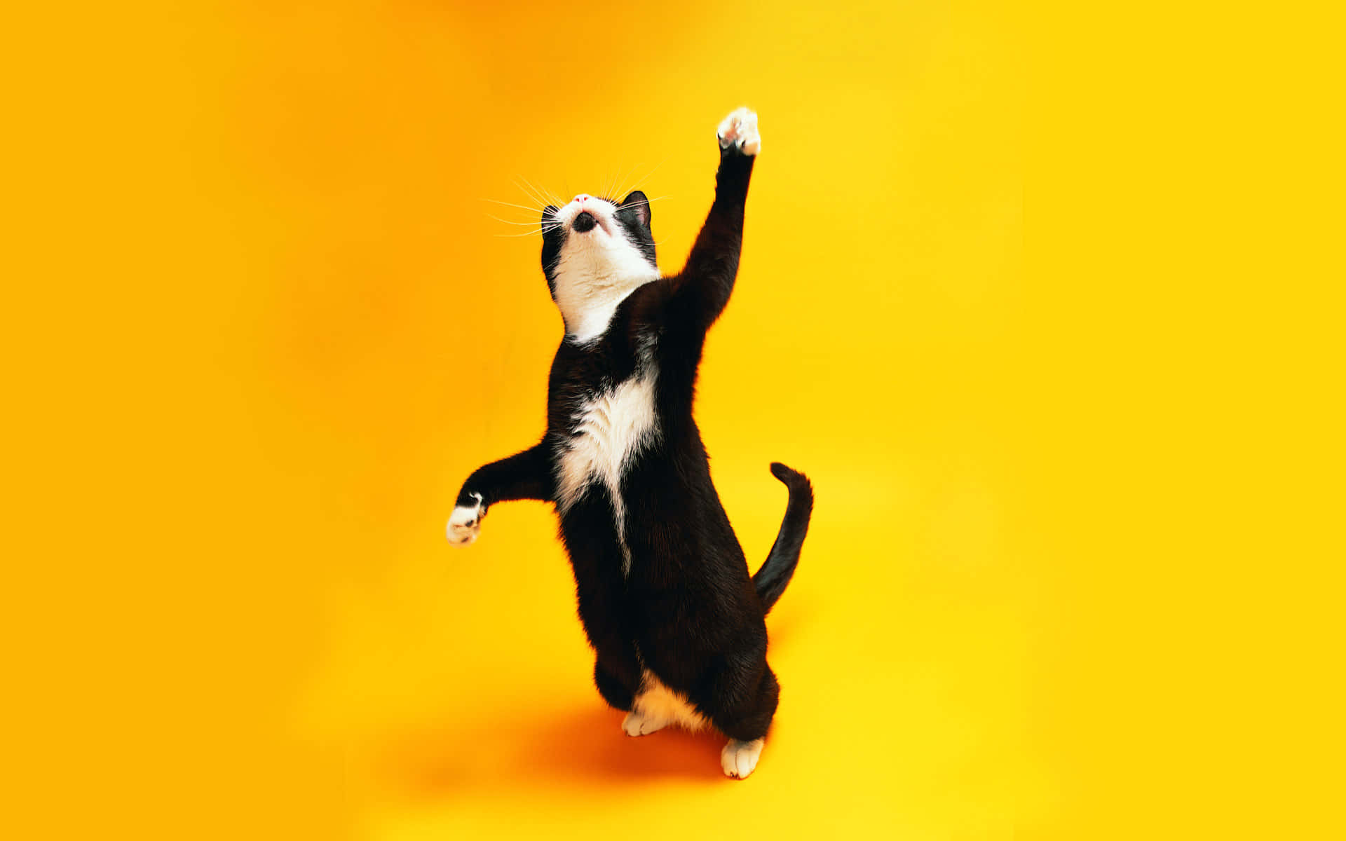 快乐舞动的猫咪黄色背景.JPG 壁纸