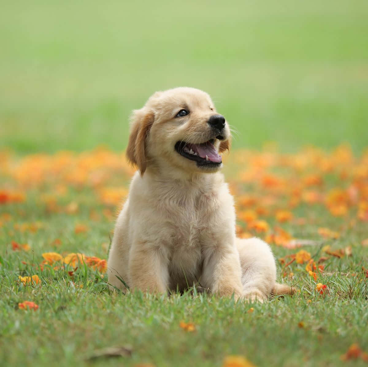 快乐金毛幼犬图片 壁纸