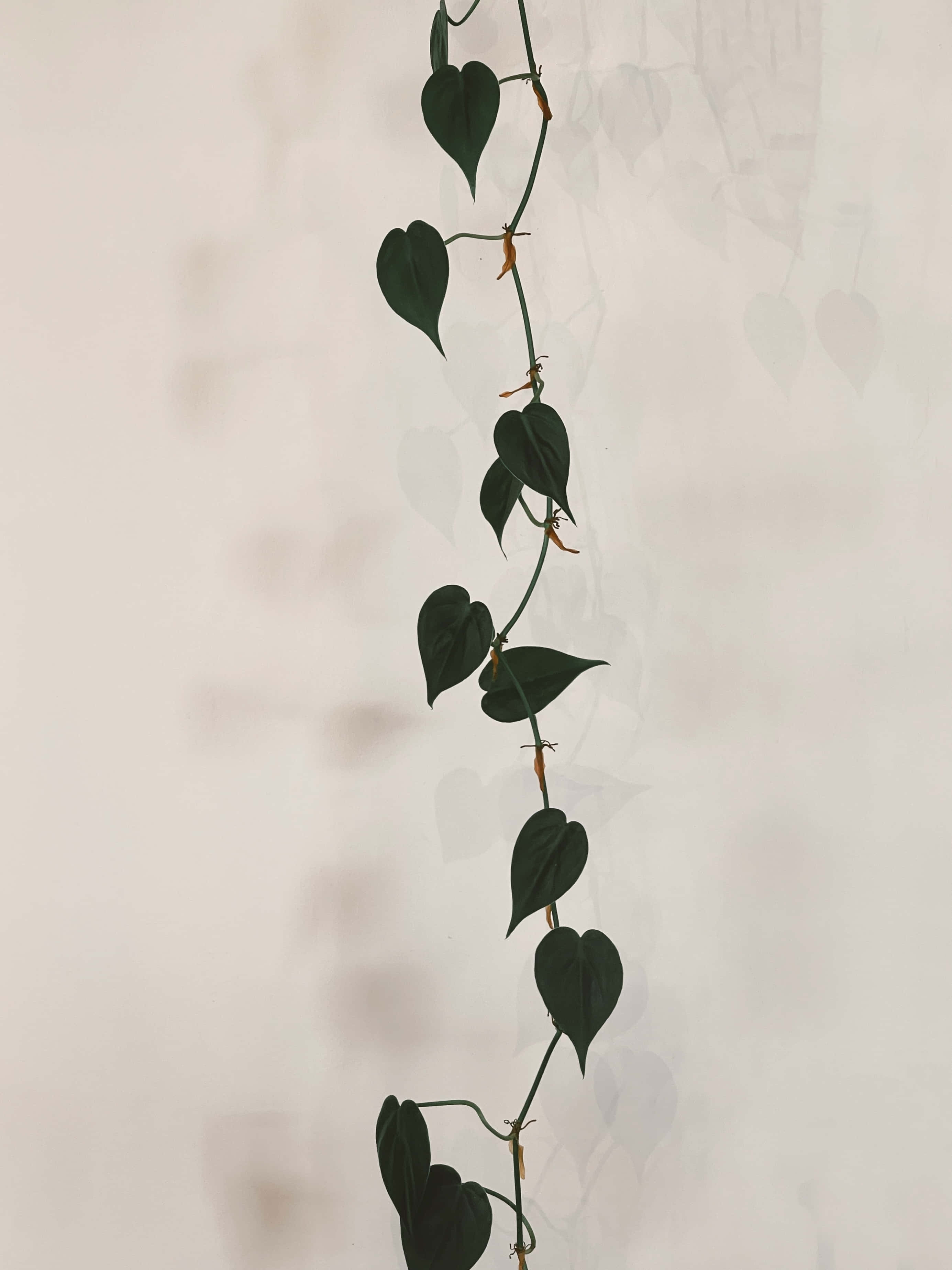 悬挂植物，叶片繁茂 壁纸