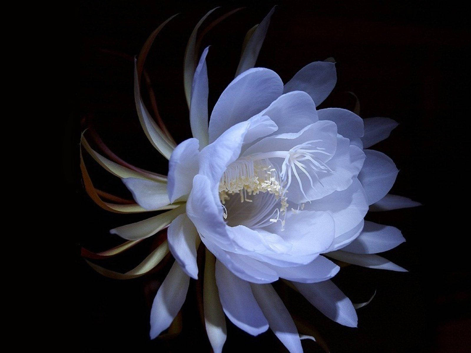 惊艳的白花桌面壁纸 壁纸
