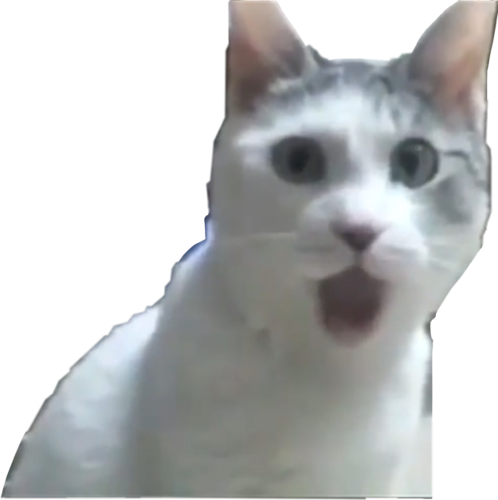 惊讶猫咪表情包 壁纸