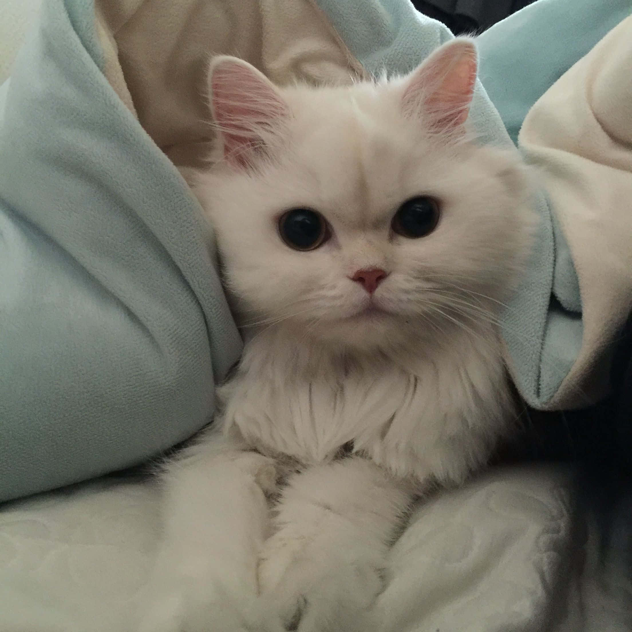 感受冬日寒意，猫咪雪中美景 壁纸