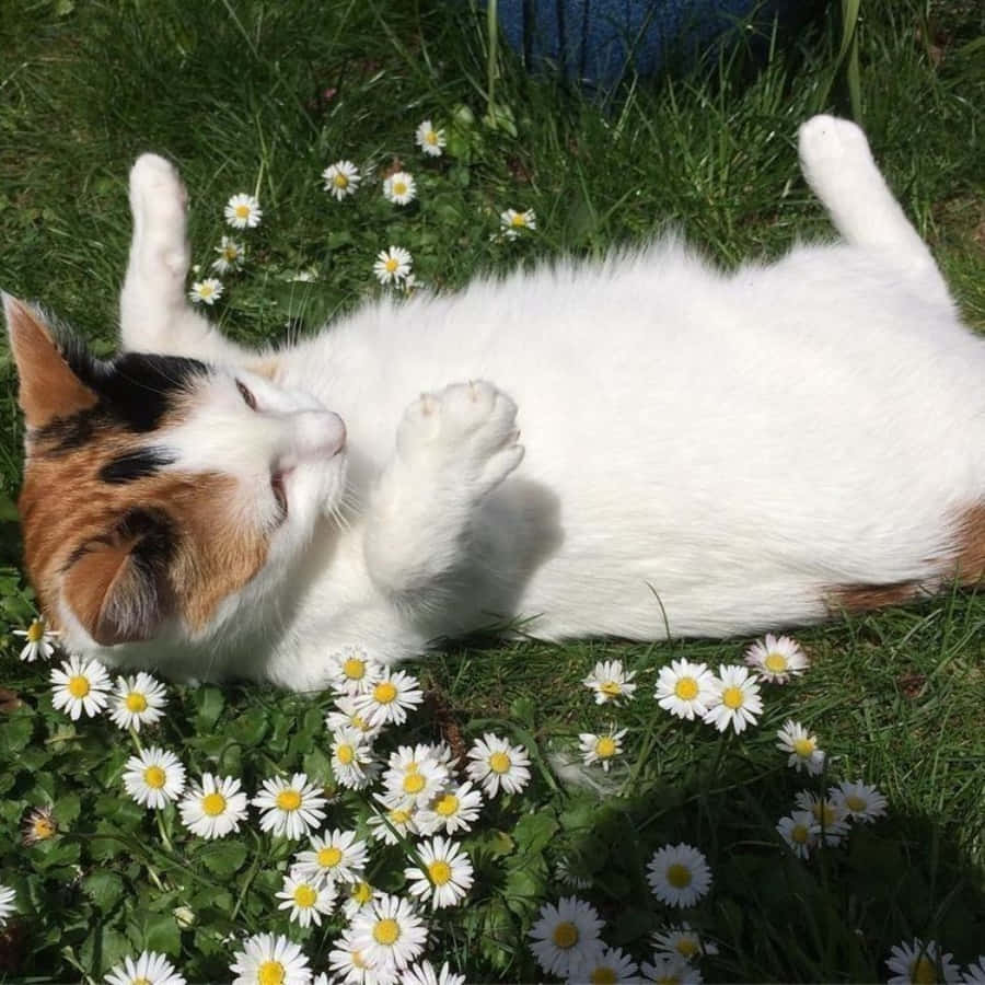 成为你想在这个世界上看到的猫 壁纸