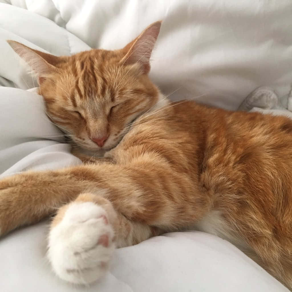 我们的猫咪朋友，融入自然 壁纸