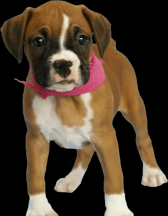 戴着粉色围巾的拳师犬幼犬 壁纸