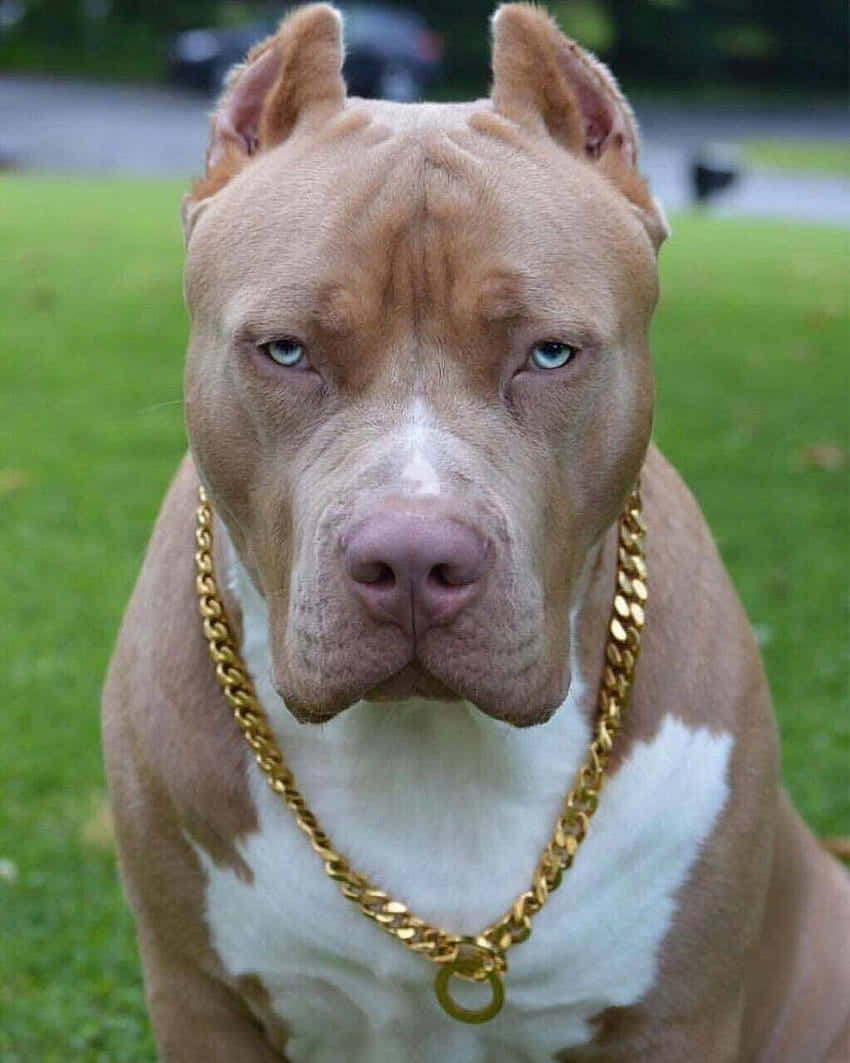 戴金链子的比特犬 壁纸
