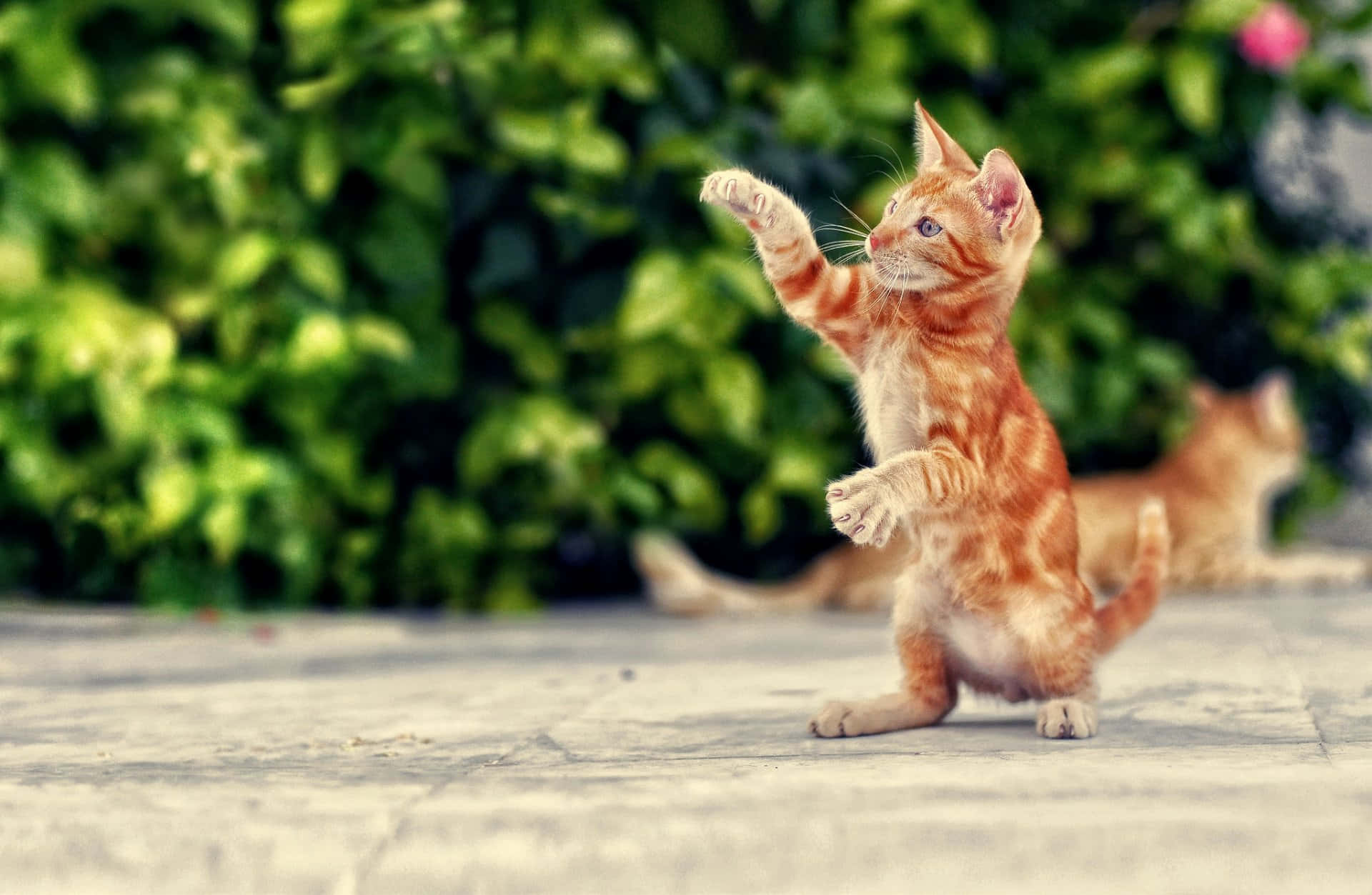 户外跳舞的顽皮小猫.JPG 壁纸