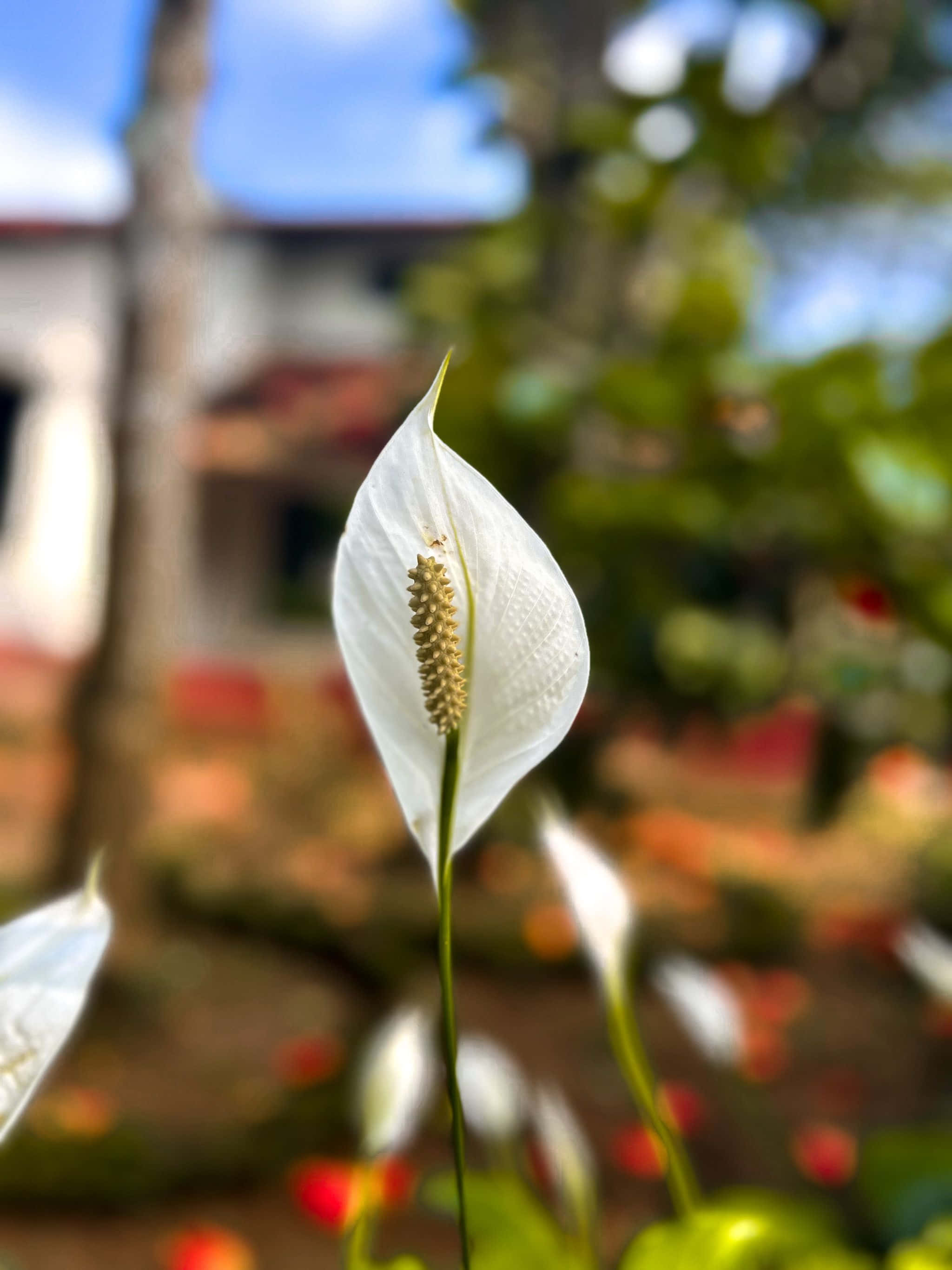 房屋前的白色花朵 壁纸