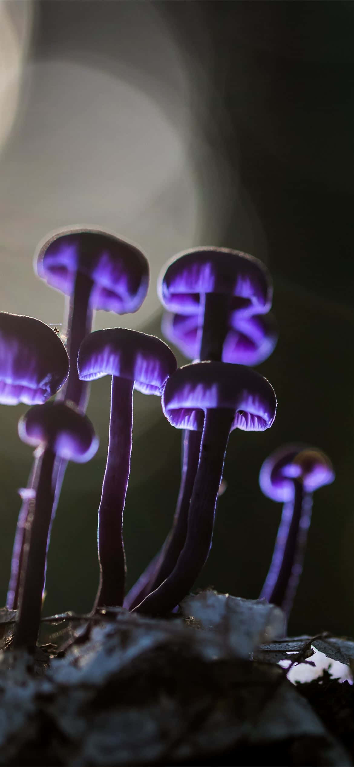 手机与从自然中觅得的蘑菇。 壁纸