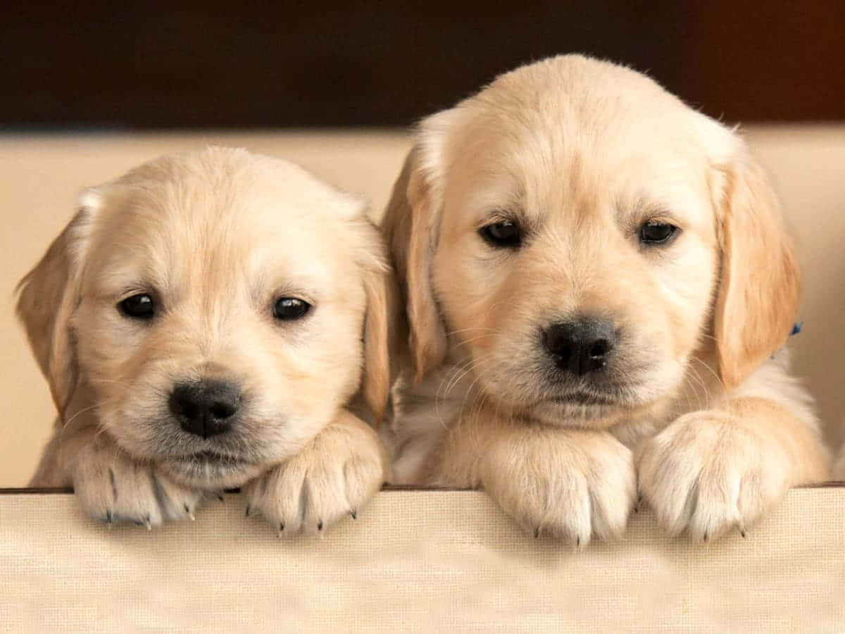 拉布拉多寻回犬可爱宠物图 壁纸