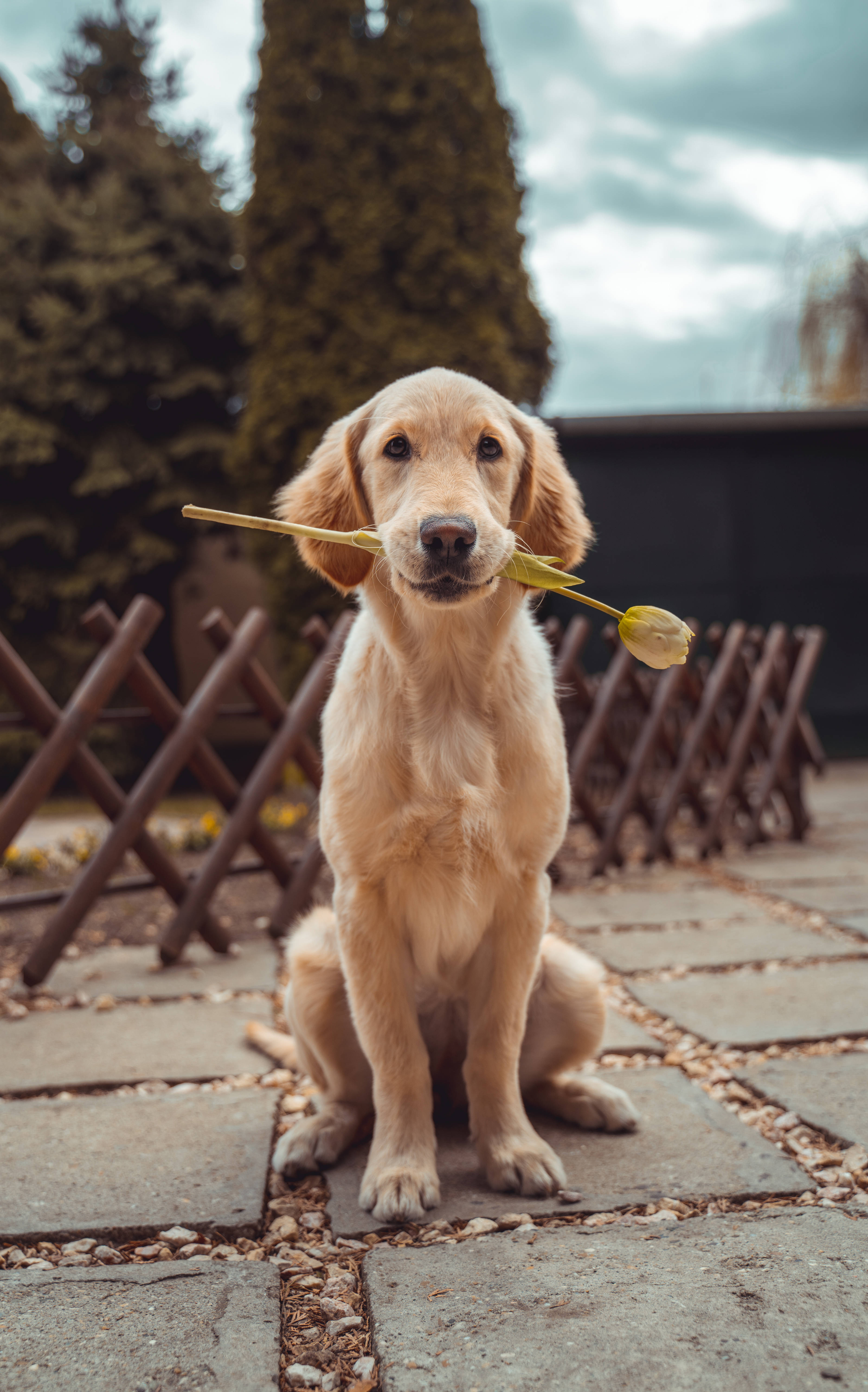 拉布拉多寻回犬图片 壁纸
