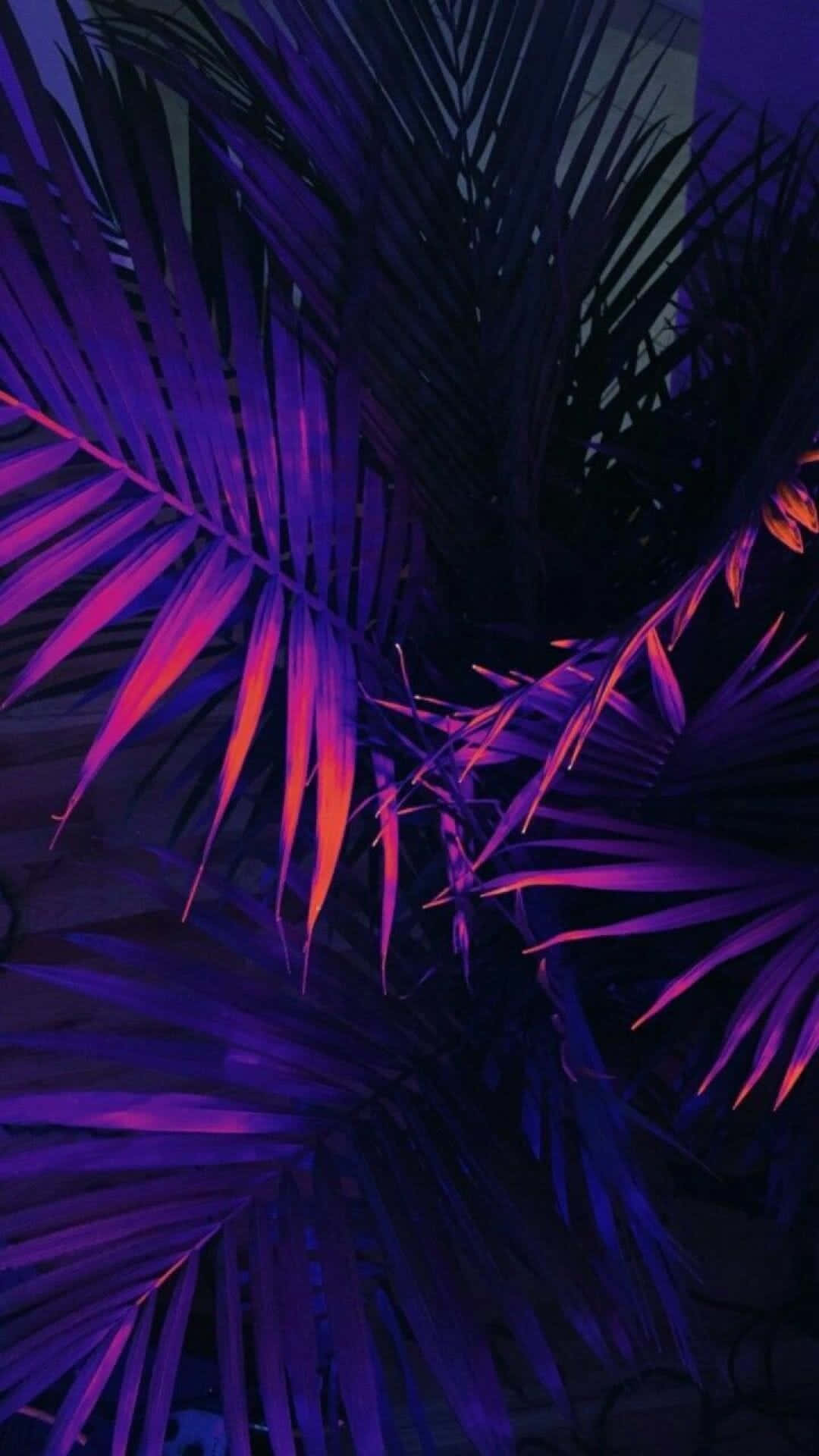 拥抱并庆祝生活之美 壁纸