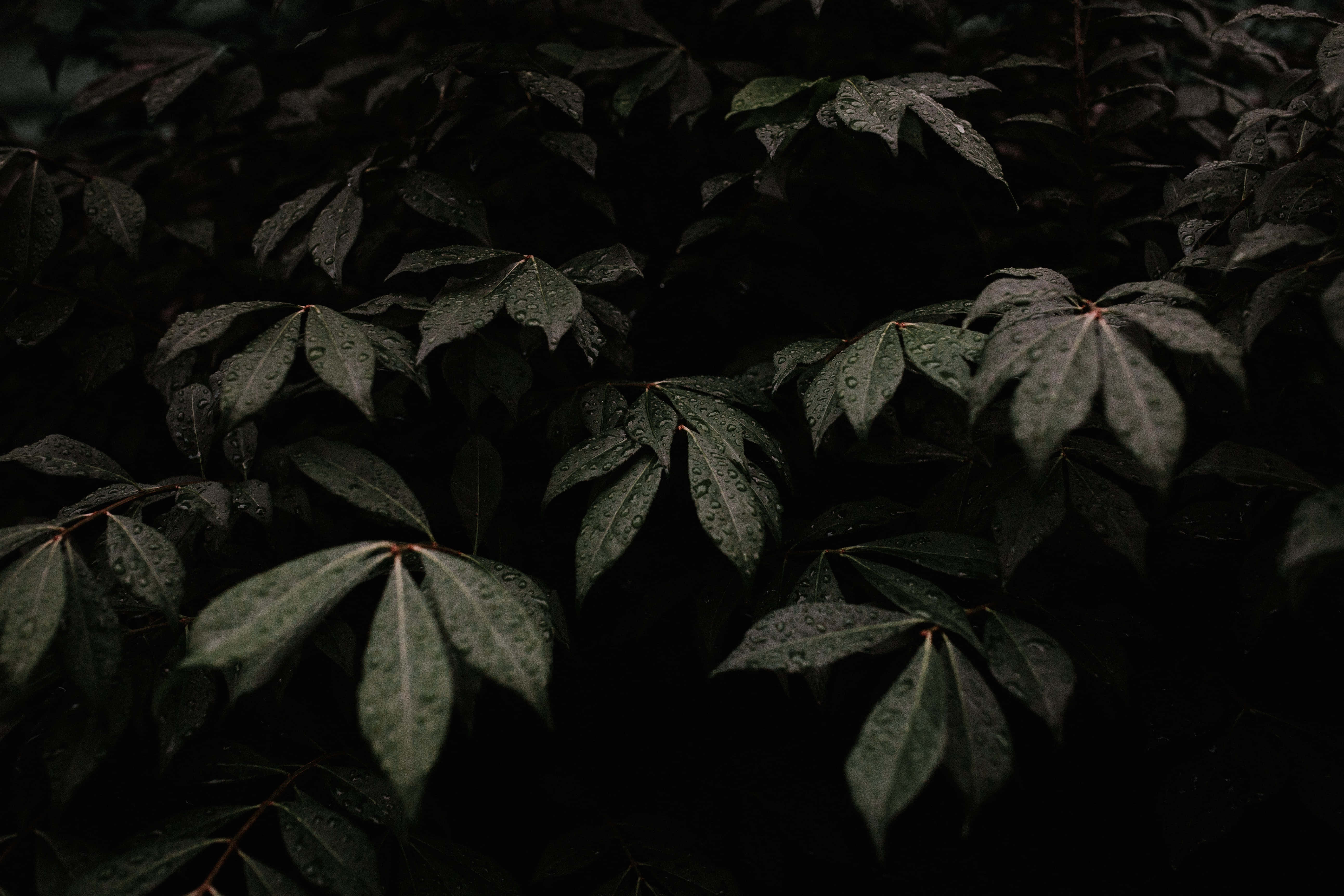 拥抱深绿，享受自然 壁纸