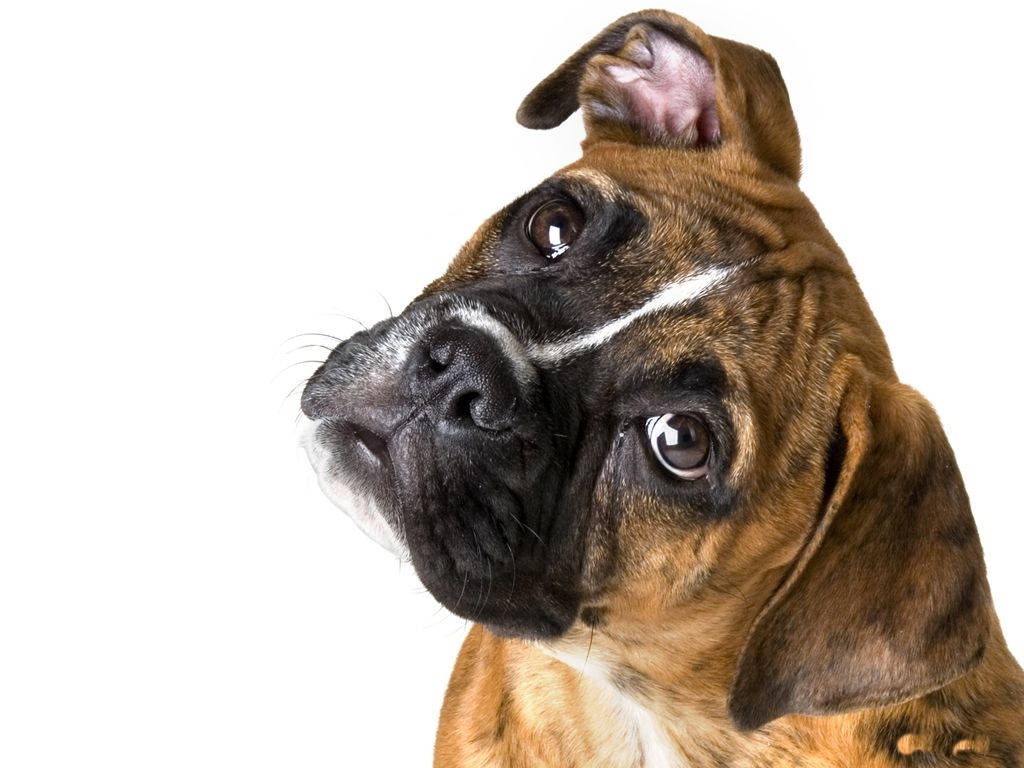 拳师犬歪头 壁纸