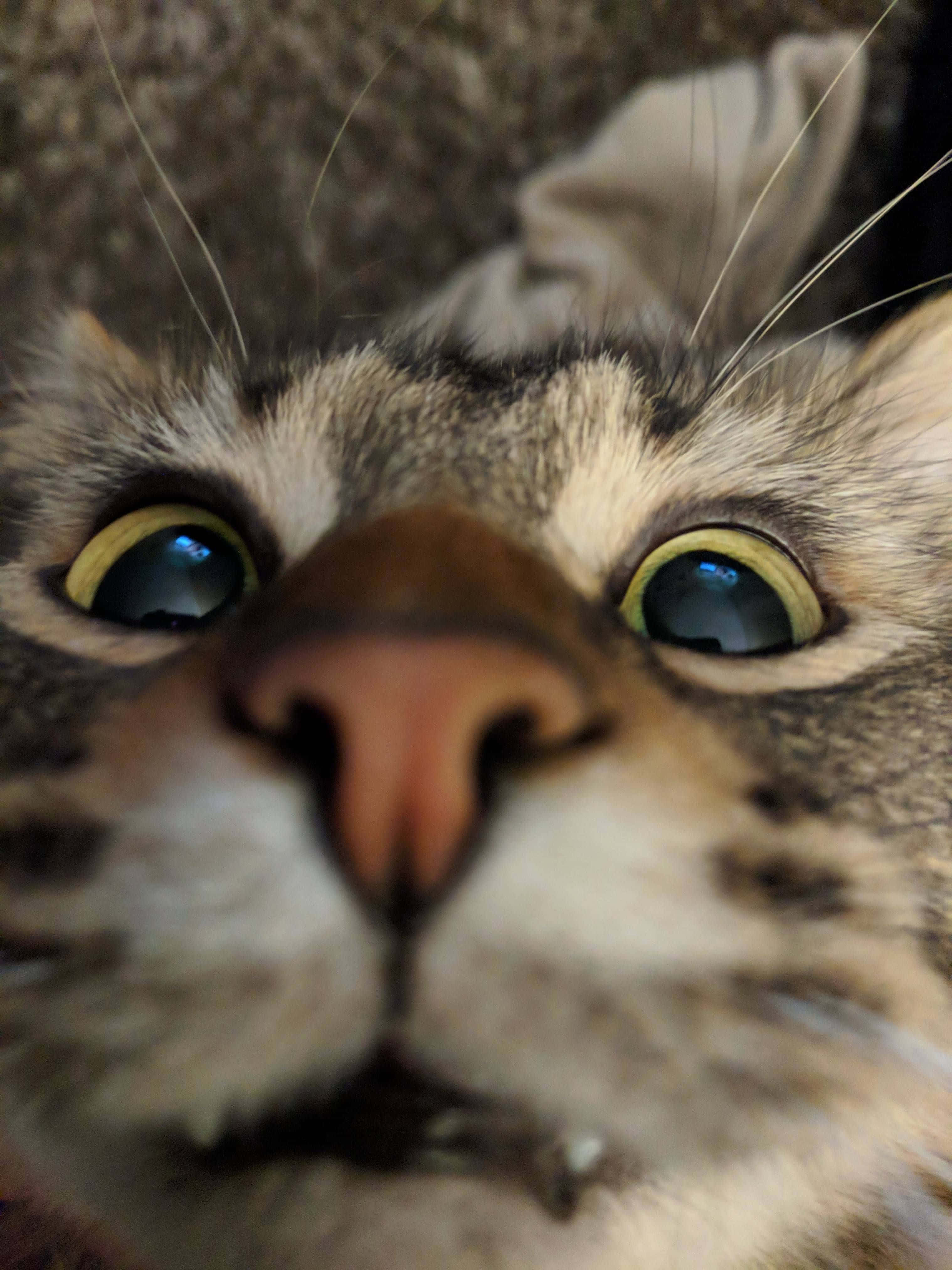 搞怪表情可爱猫咪头像 壁纸