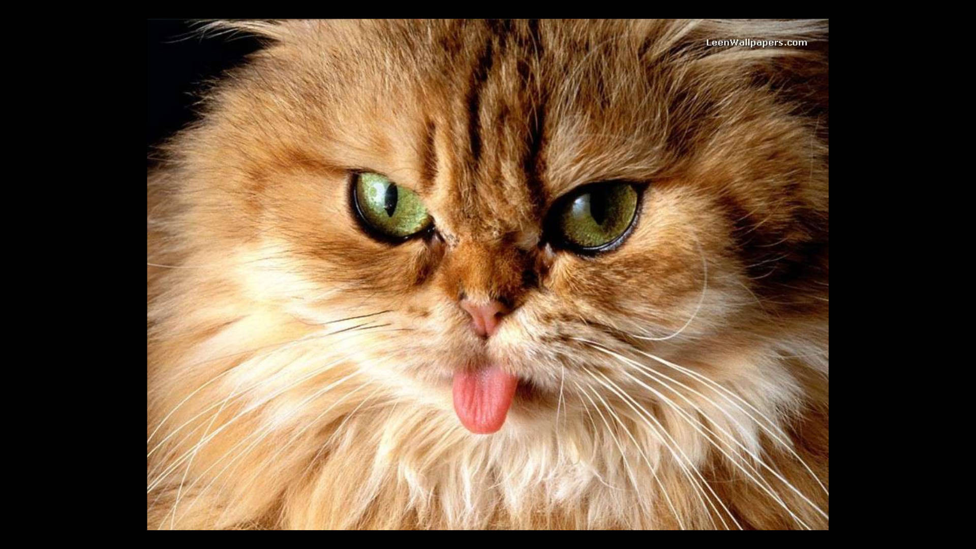 搞怪长毛猫咪吐舌头 壁纸