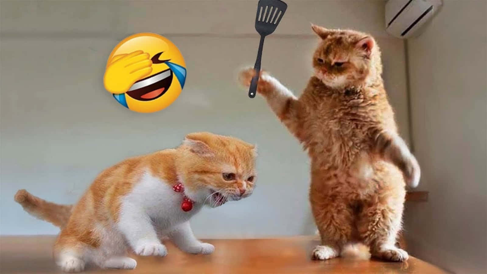 搞笑动物猫咪表情包打架表情图片 壁纸