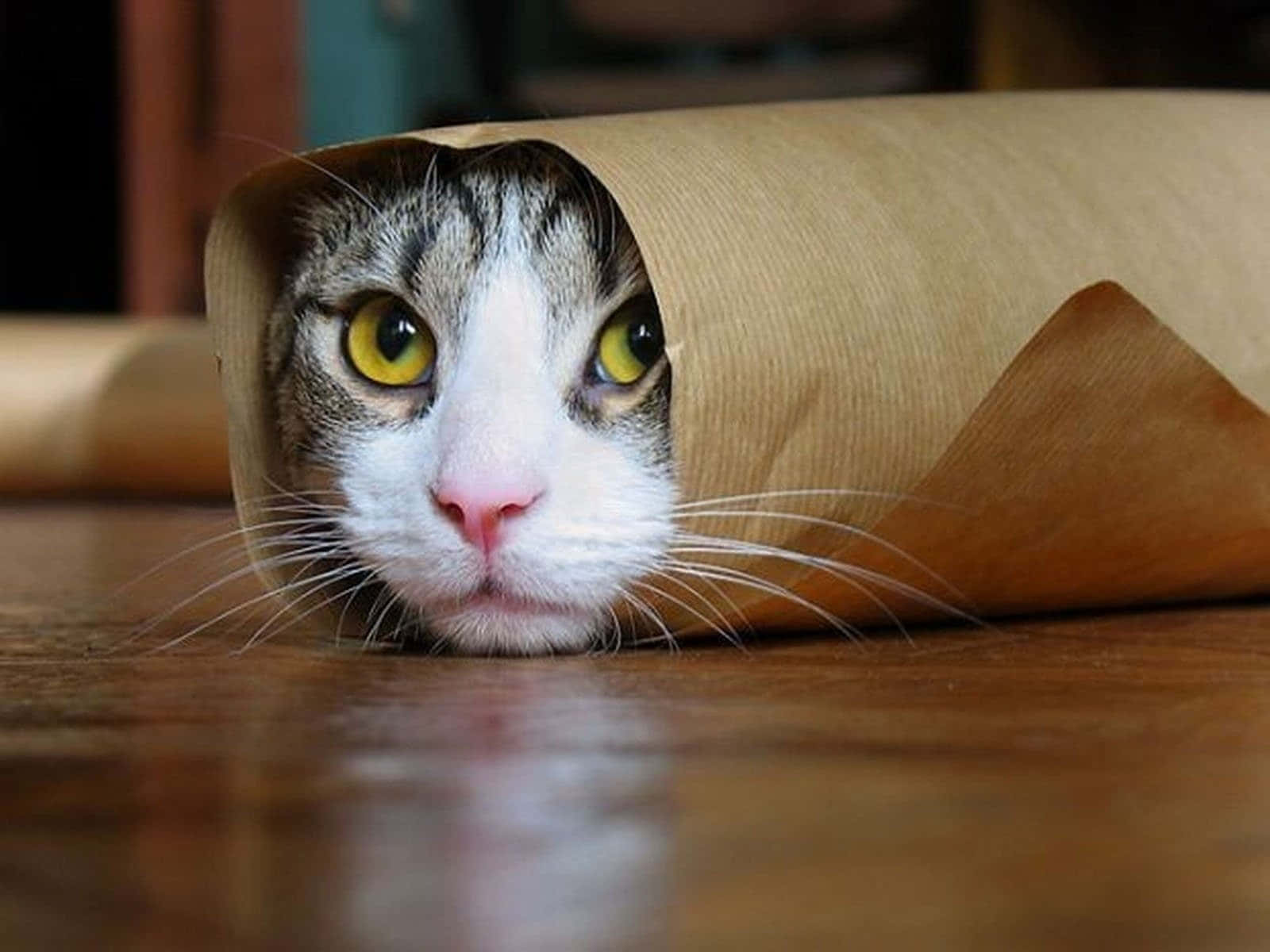 搞笑卷饼诅咒猫图片 壁纸