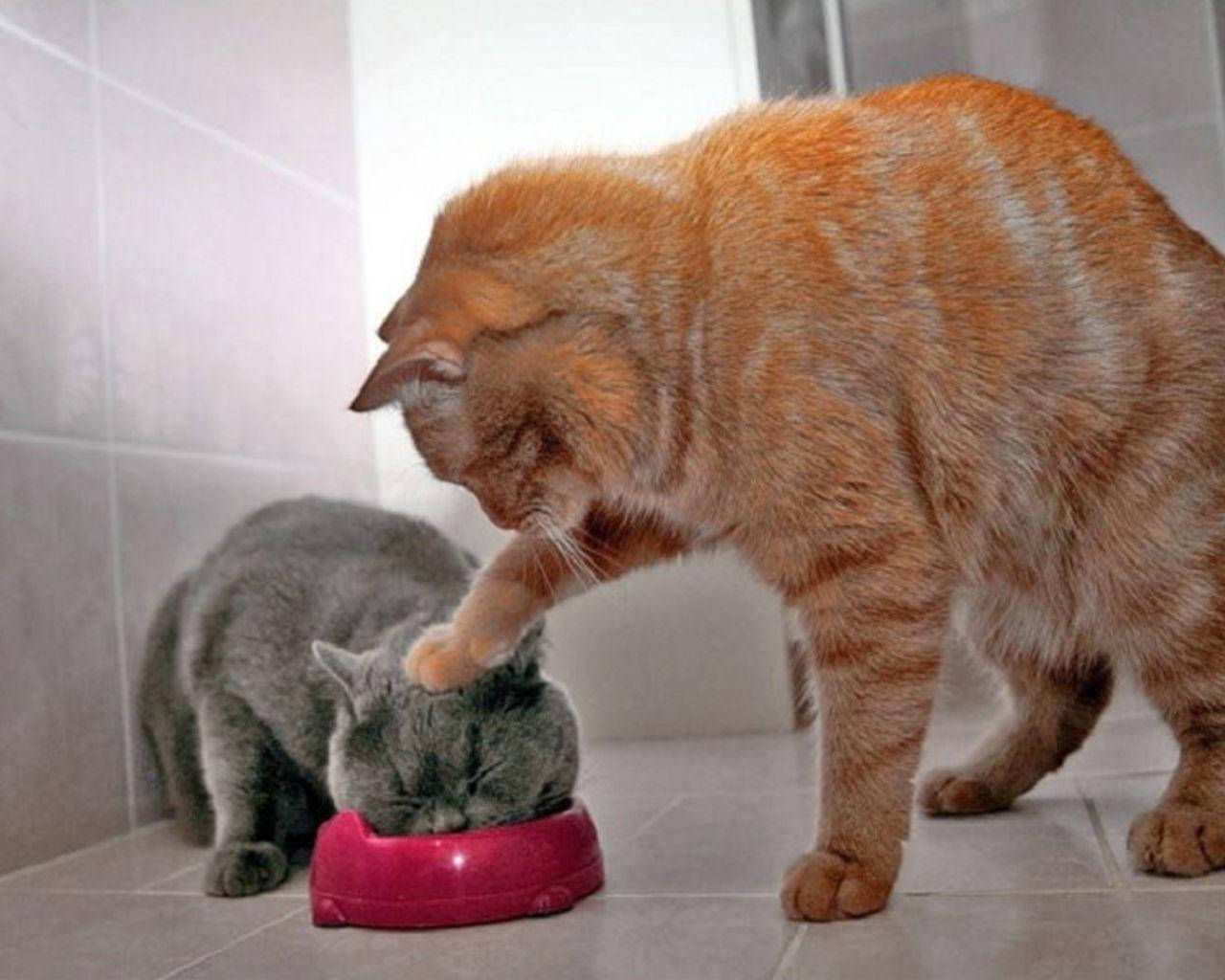 搞笑双猫进食 壁纸