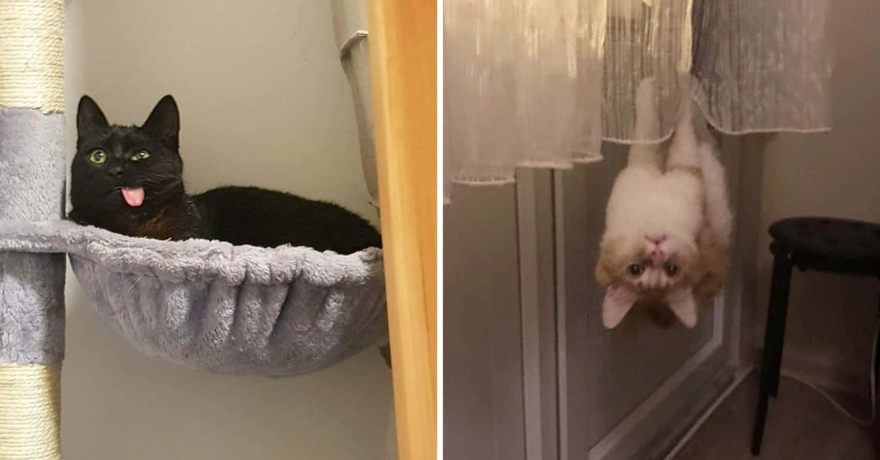 搞笑可爱傻萌猫咪图片 壁纸