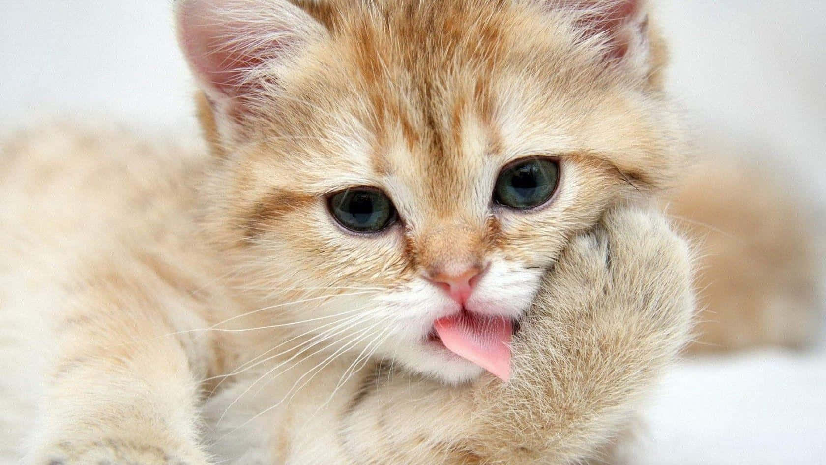 搞笑可爱动物 曼赤肯猫 壁纸