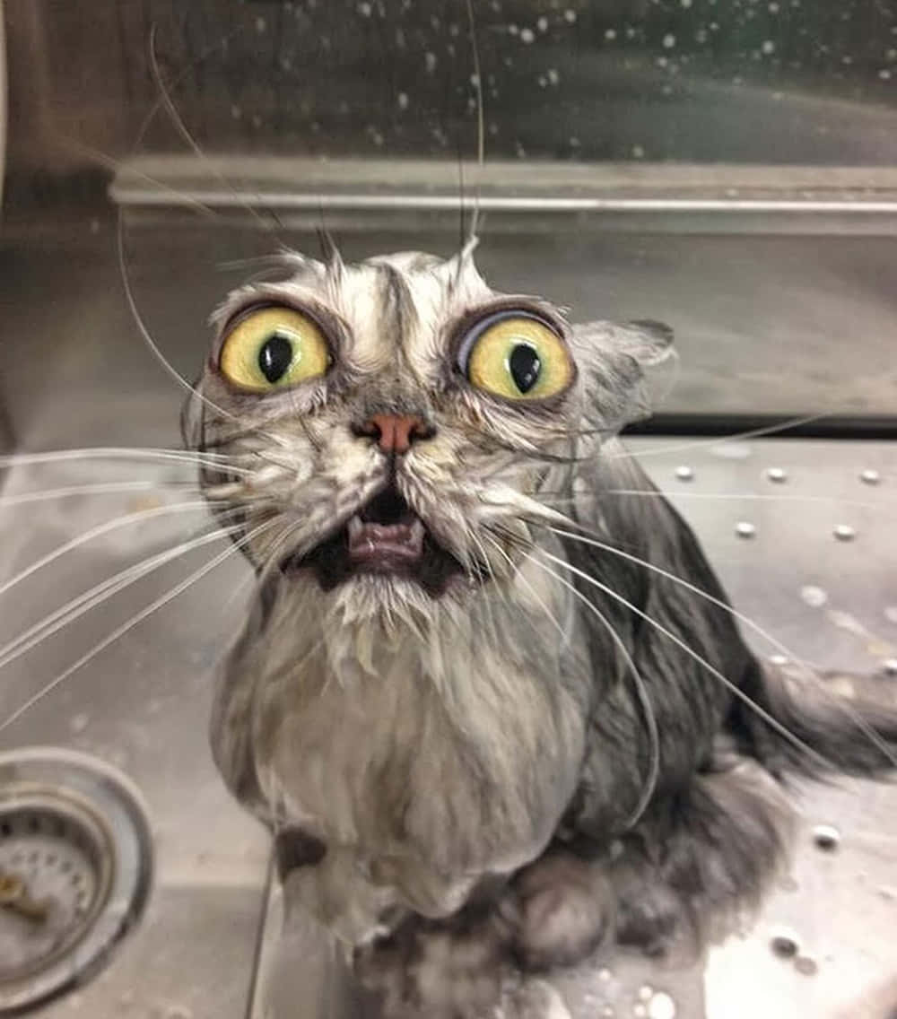 搞笑呆萌湿猫图片 壁纸