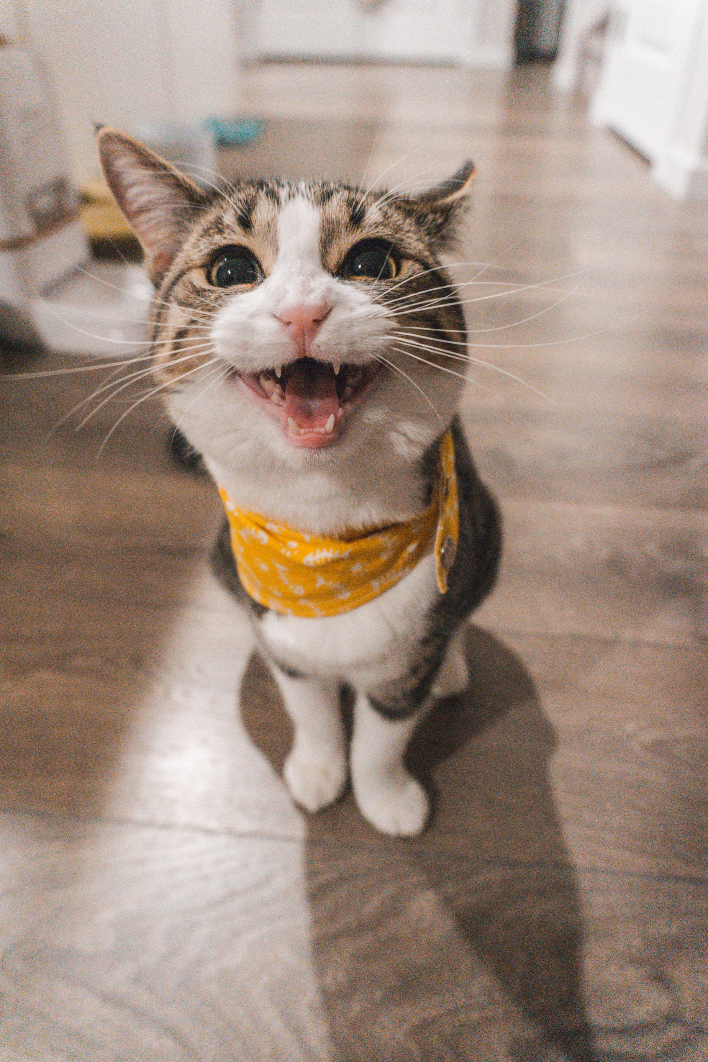搞笑家养短毛猫头像 壁纸