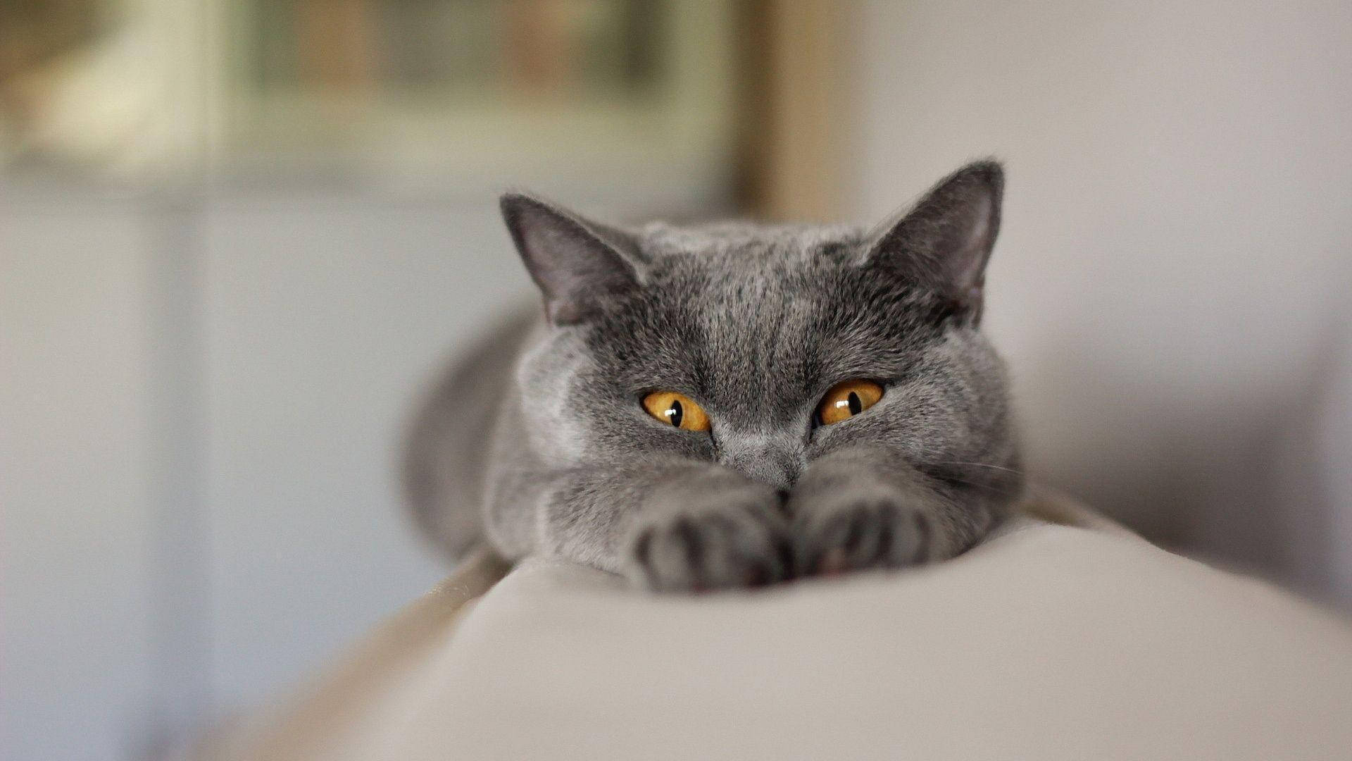 搞笑猫咪伸懒腰 壁纸