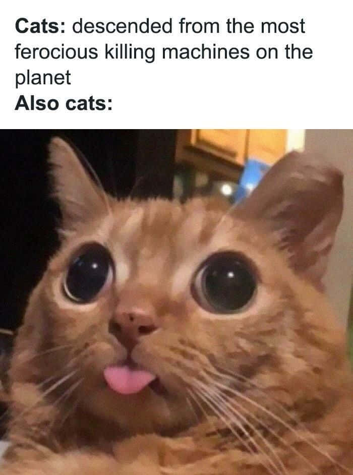 搞笑猫咪吐舌表情包图片 壁纸