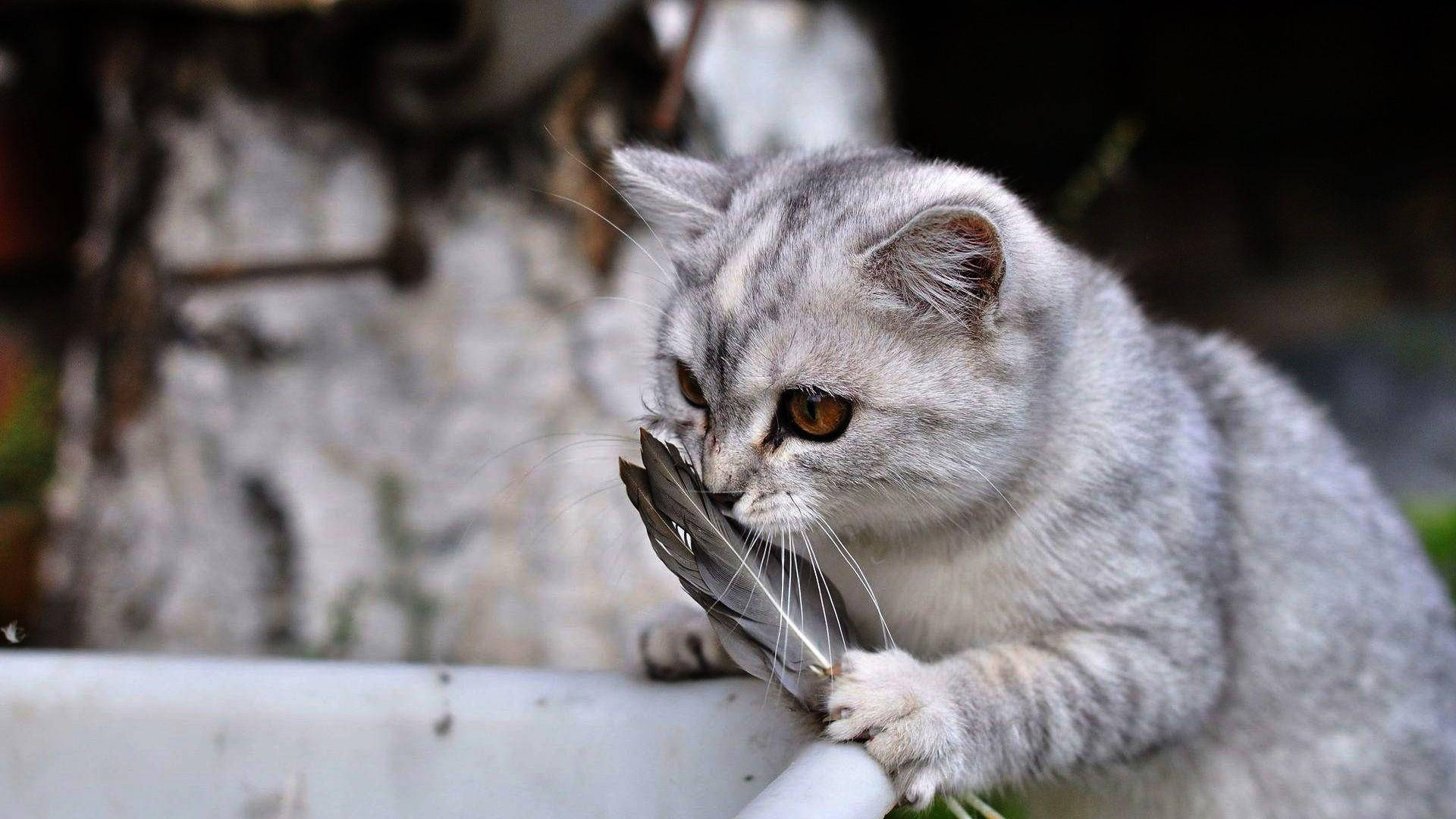 搞笑猫咪嗅羽毛 壁纸