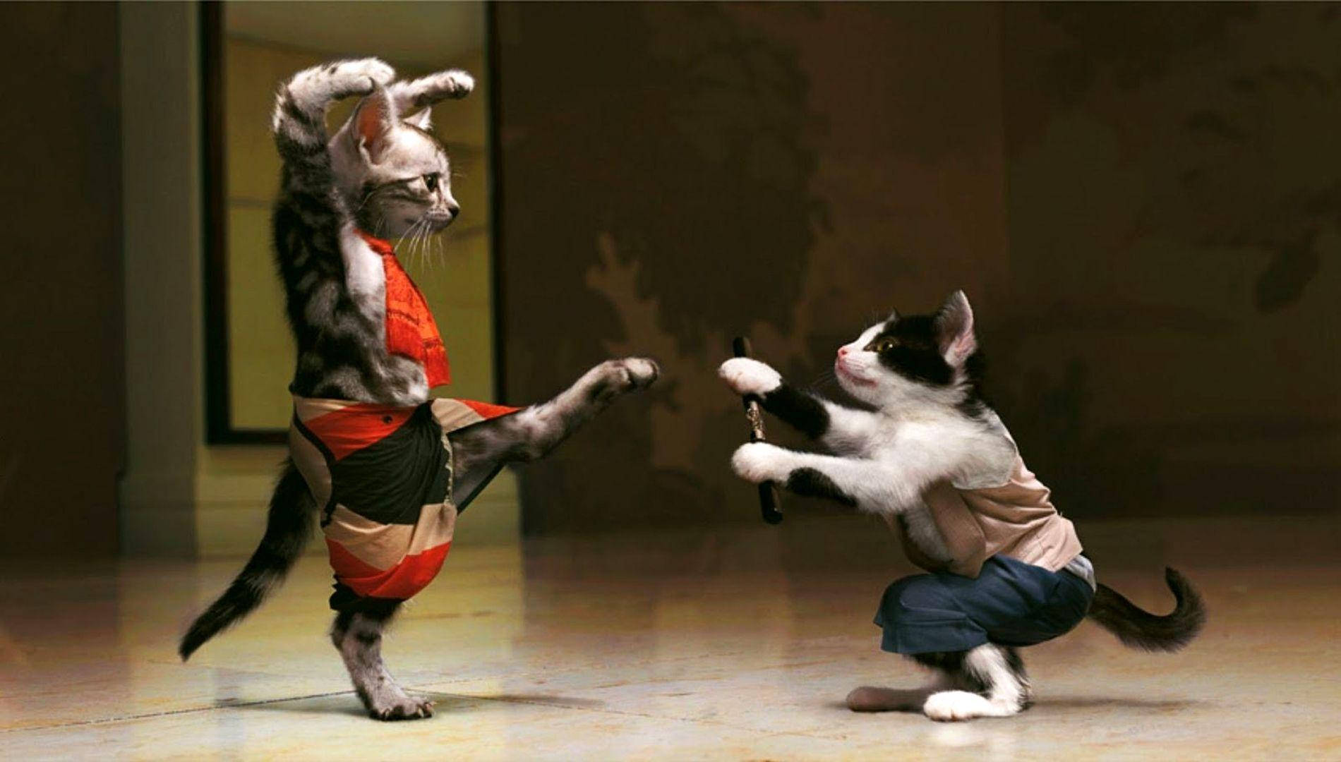 搞笑猫咪战士 壁纸