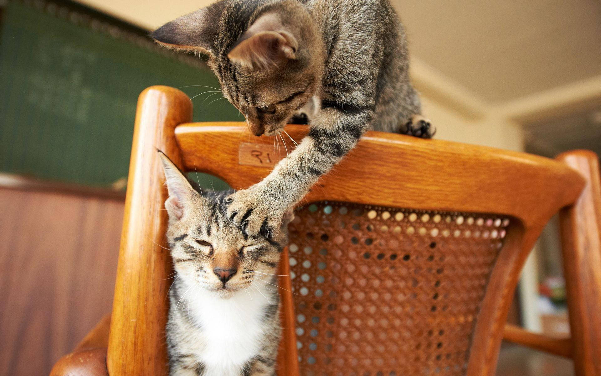 搞笑猫咪抓挠另一只猫 壁纸