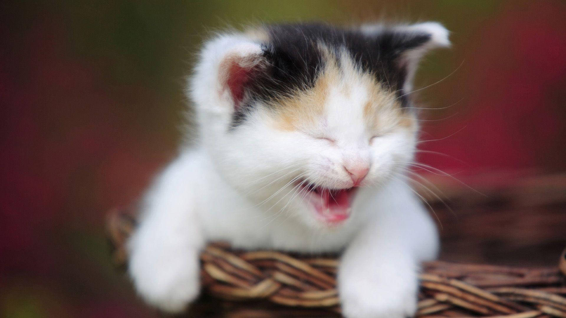搞笑猫咪笑到停不下来 壁纸