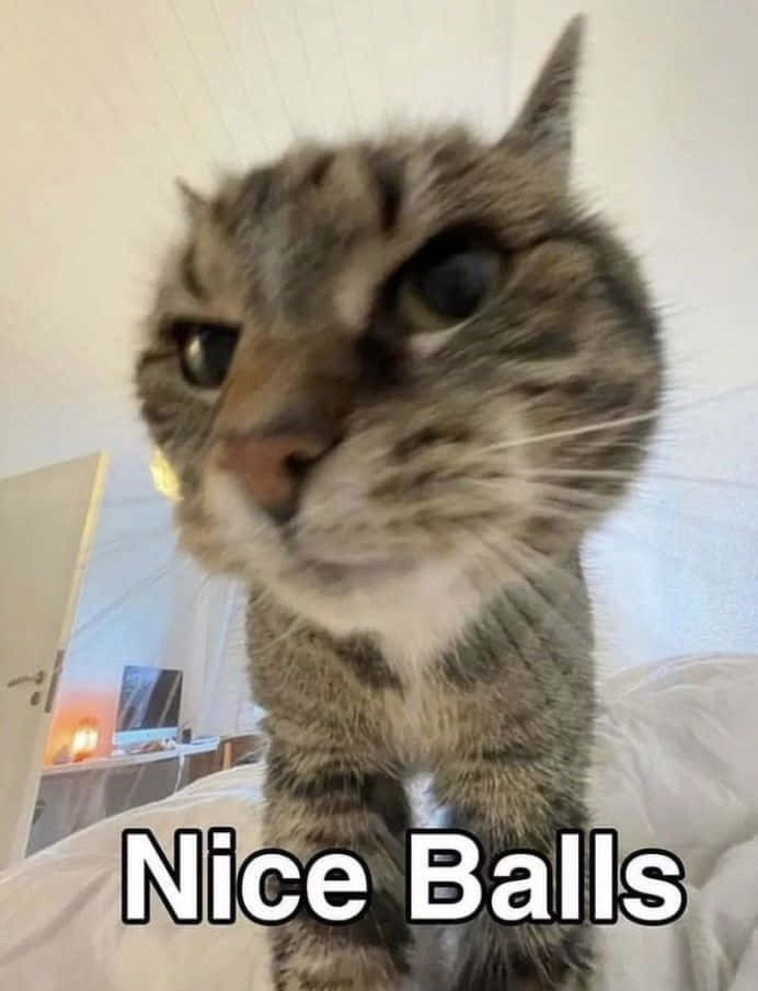 搞笑猫咪表情包：好球图片 壁纸