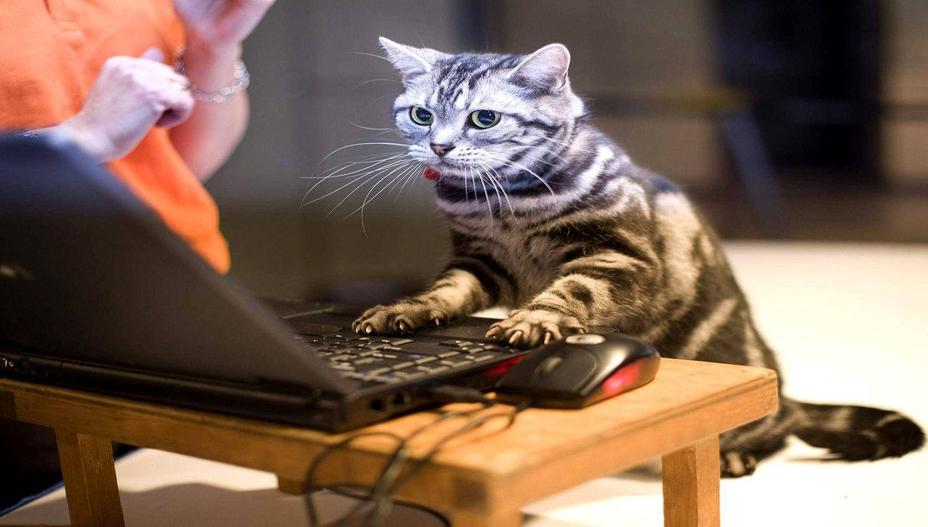 搞笑猫用电脑 壁纸