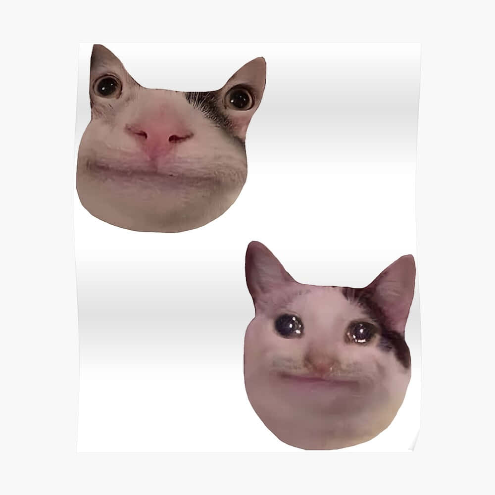 搞笑猫表情 Discord 头像 壁纸