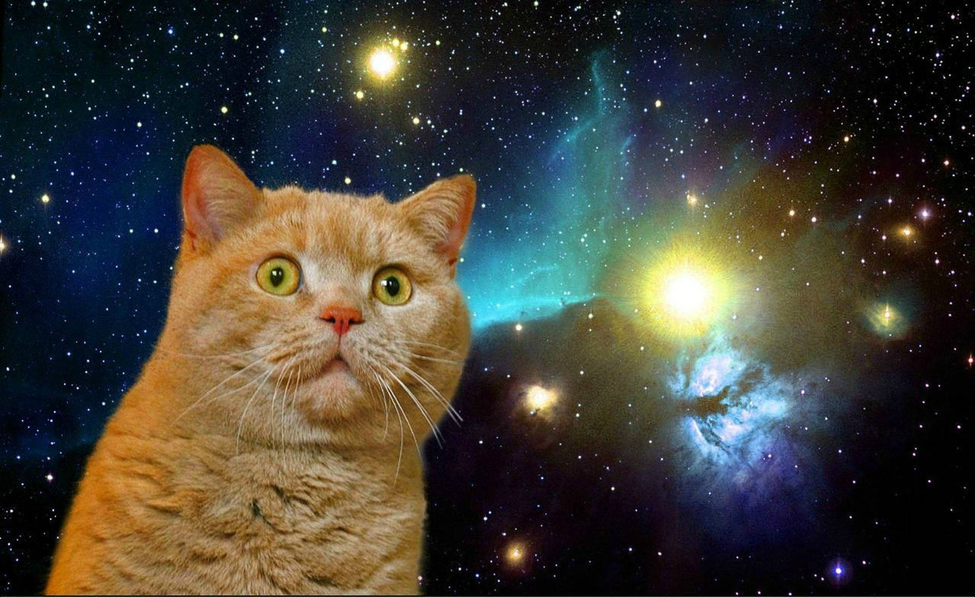 搞笑猫震惊于银河 壁纸