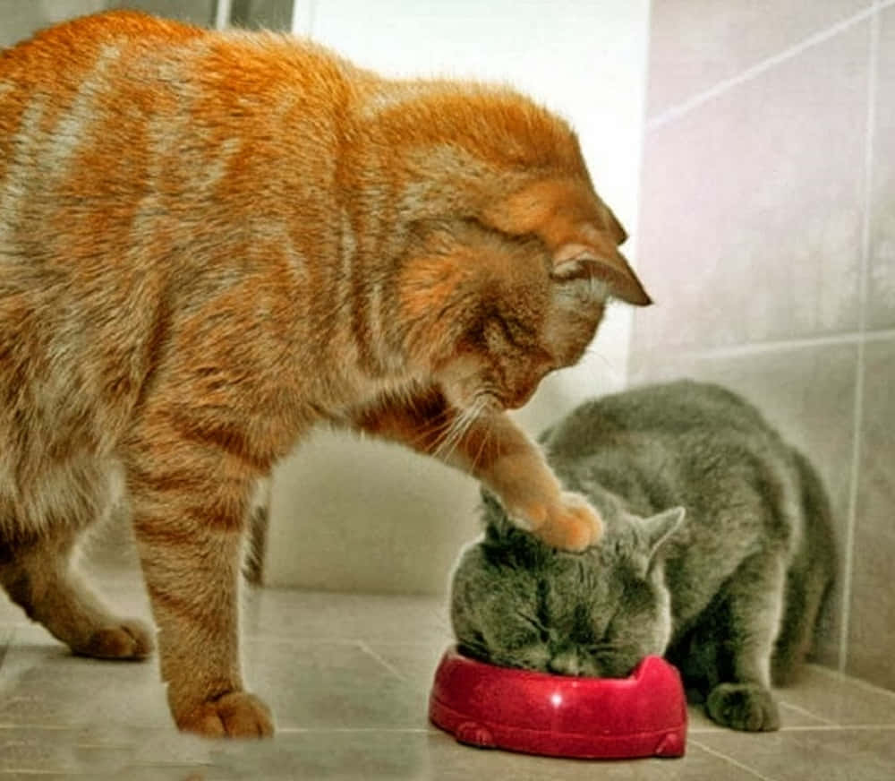 搞笑笨猫强迫进食图 壁纸
