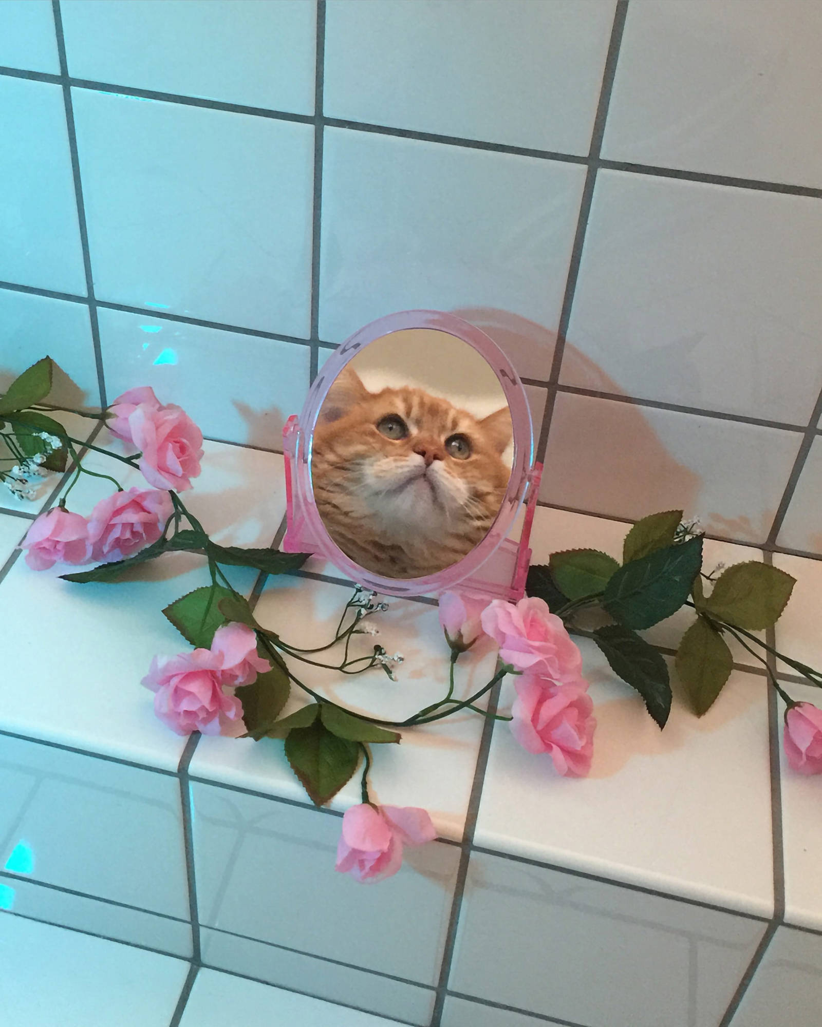 搞笑镜子猫美学 壁纸