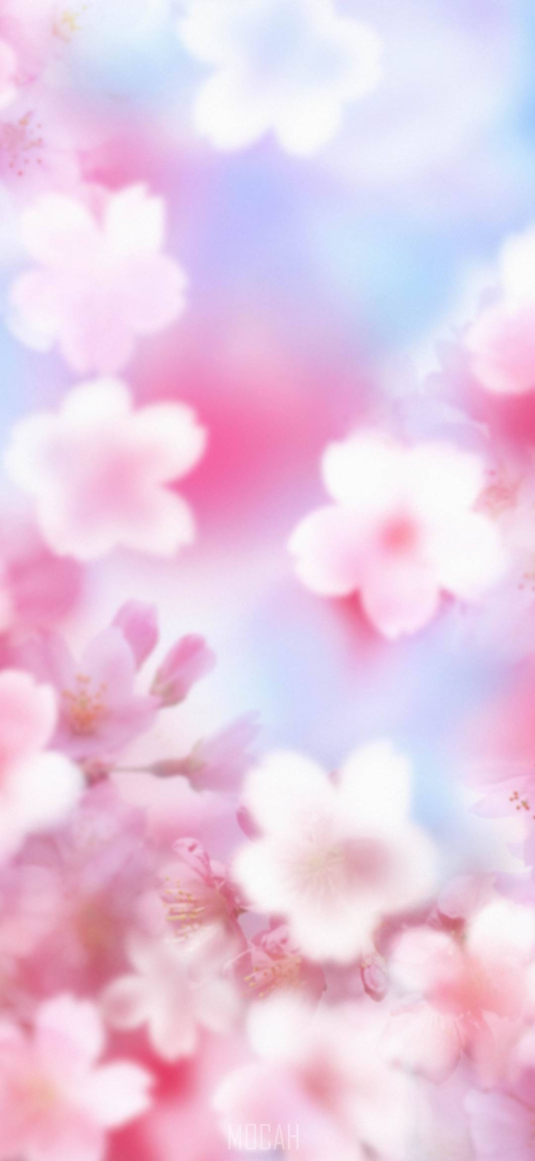 放大花朵 樱花 手机 壁纸