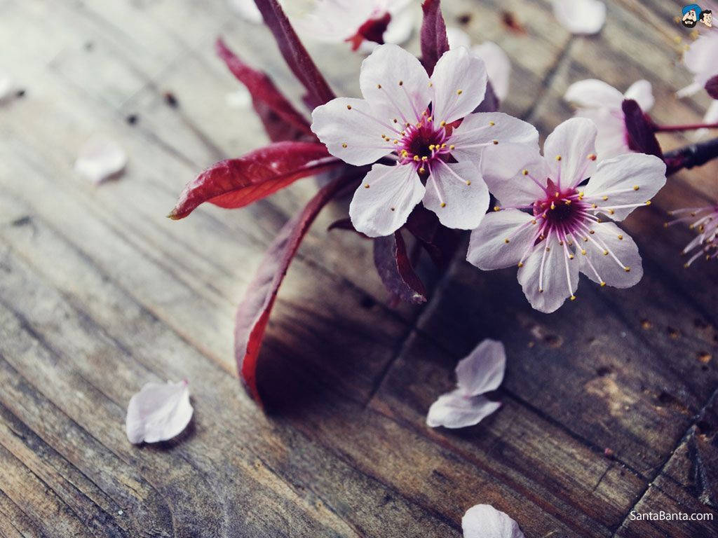 散落的樱花壁纸