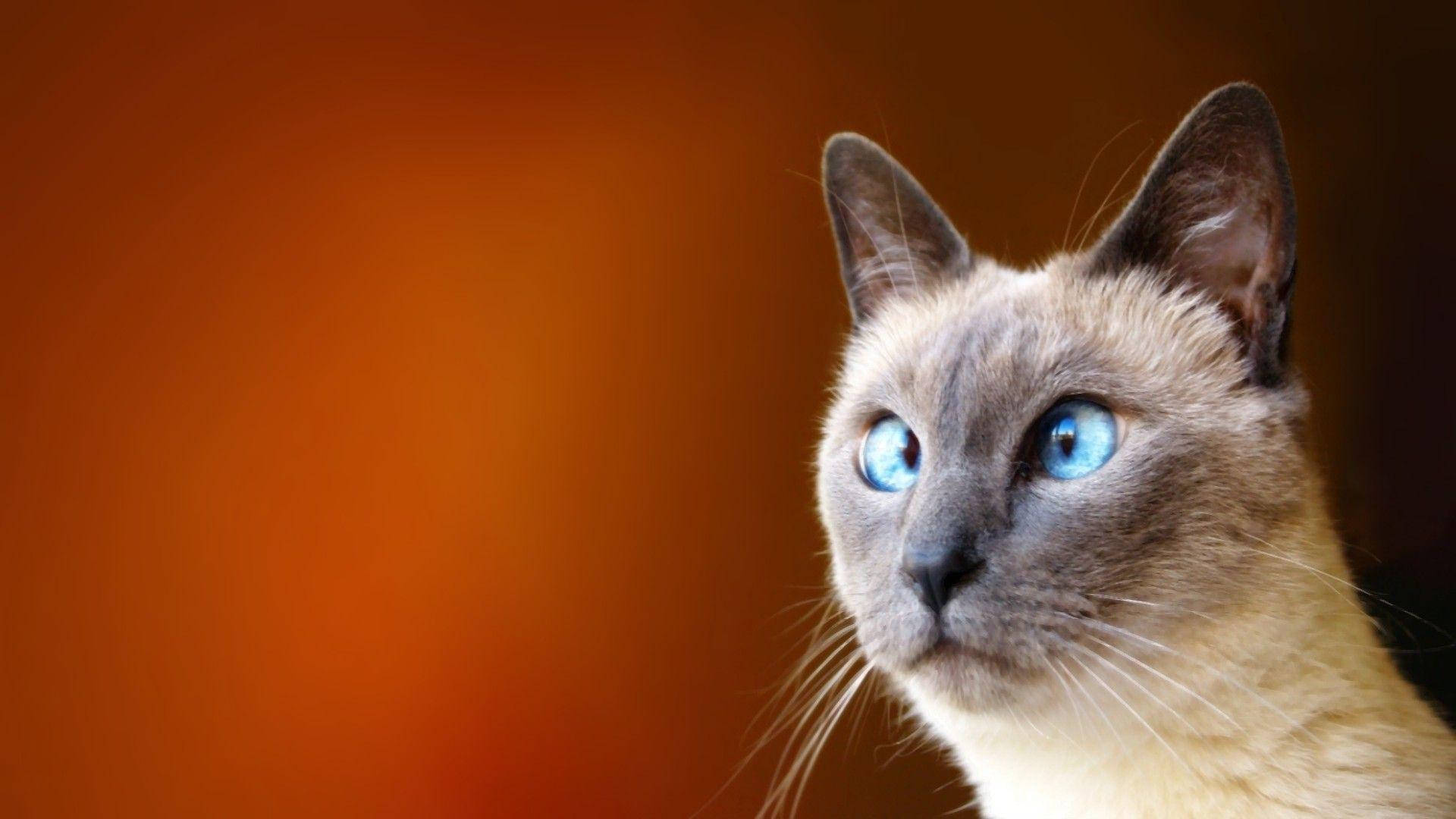 斗眼搞笑猫 壁纸