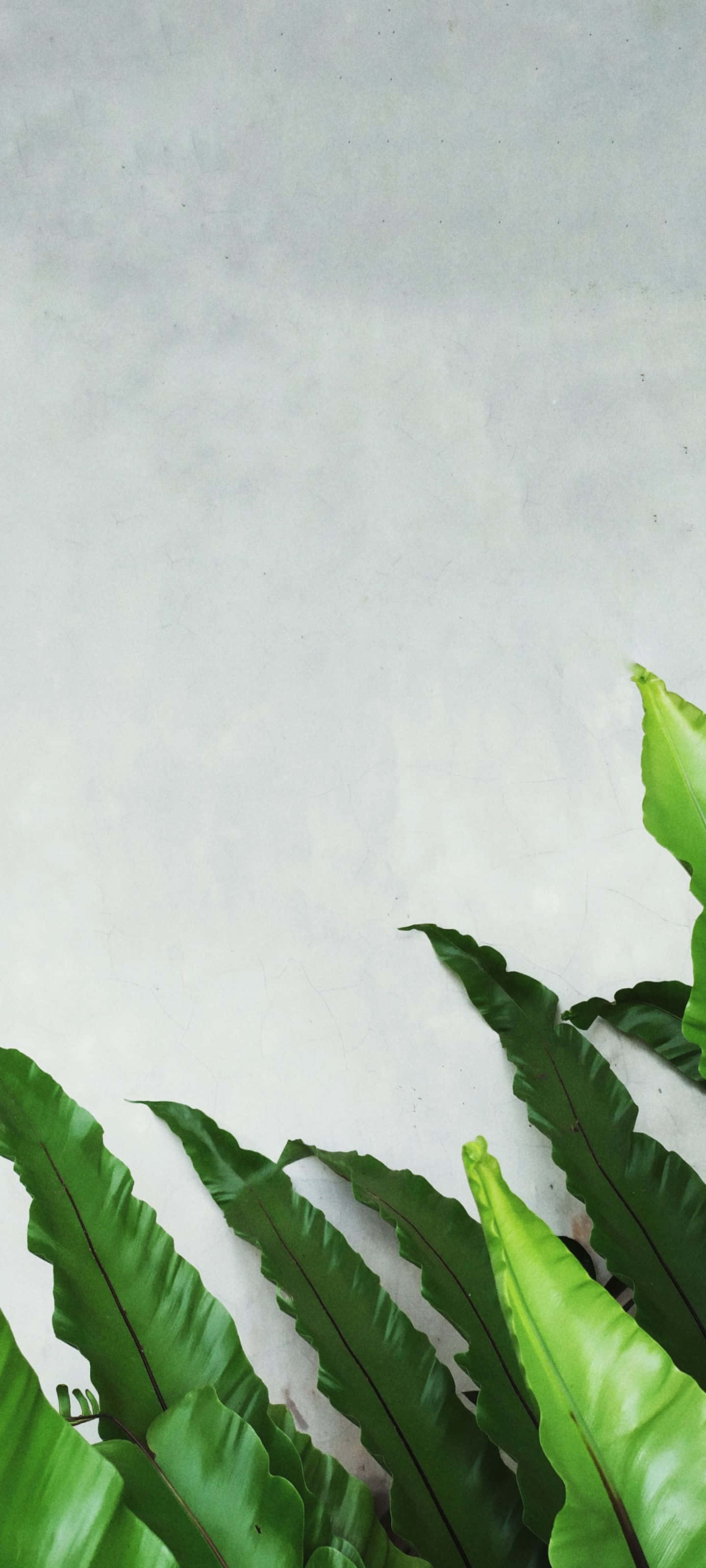 日出与蓝天笼罩雾中群山 壁纸