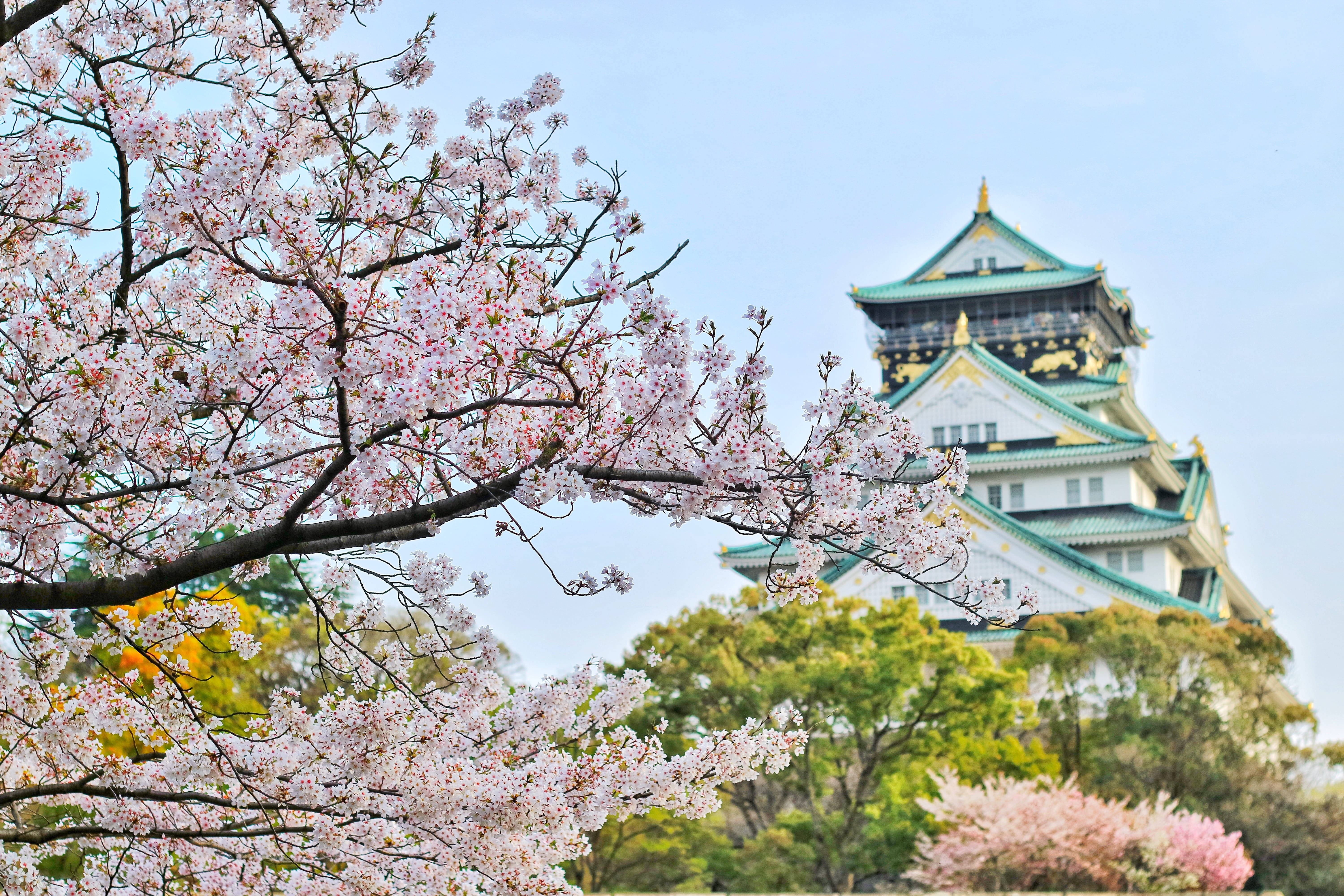 日本4K樱花城堡 壁纸
